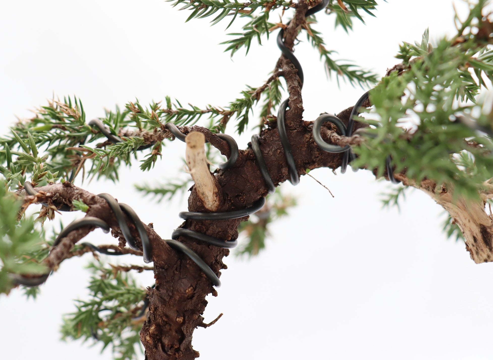 Wired Juniper Procumbens Nana in a Plastic Trainer