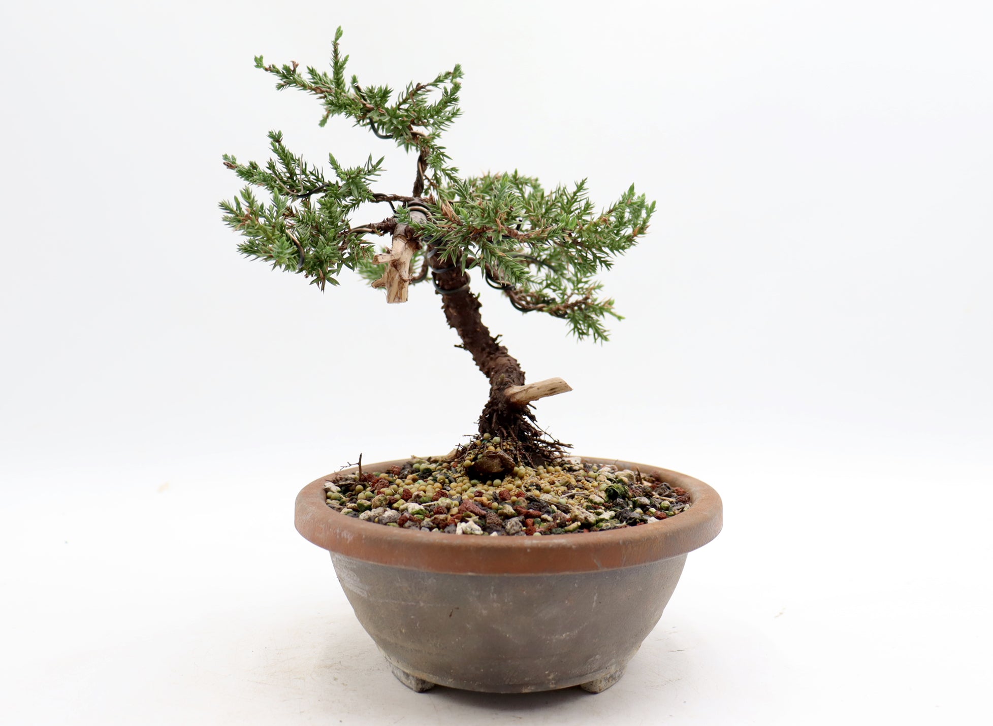 bonsai tree plastic Wired Juniper Procumbens Nana in a Plastic Trainer