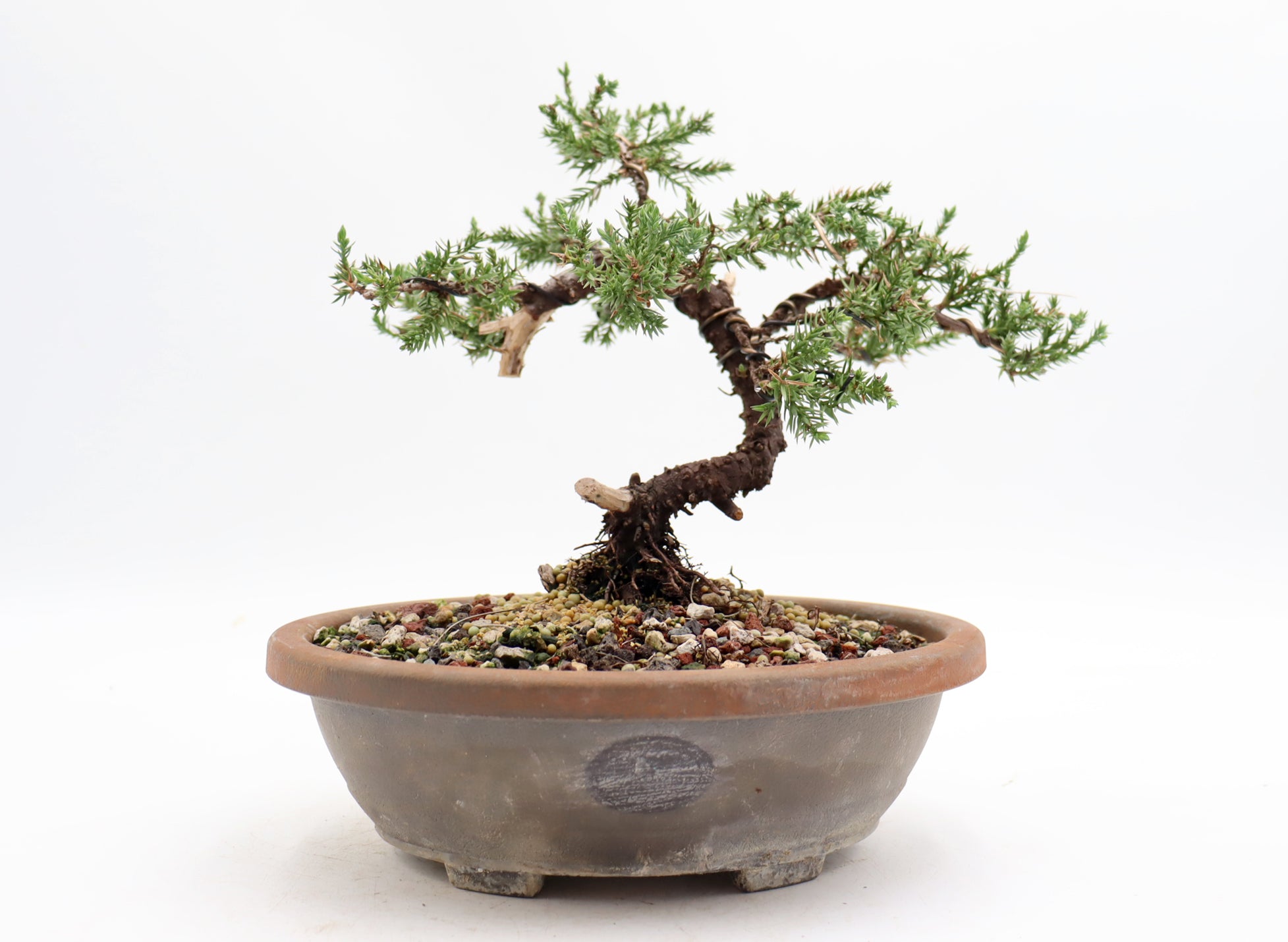 Wired Juniper Procumbens Nana in a Plastic Trainer