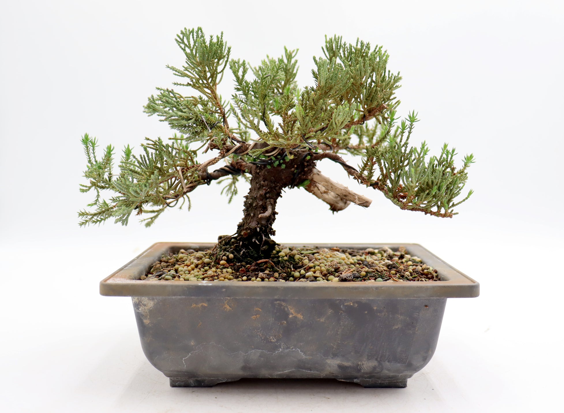 Juniper Bonsai Tree – Small Juniper Procumbens Nana, 3 Years Old, 5-6" Tall