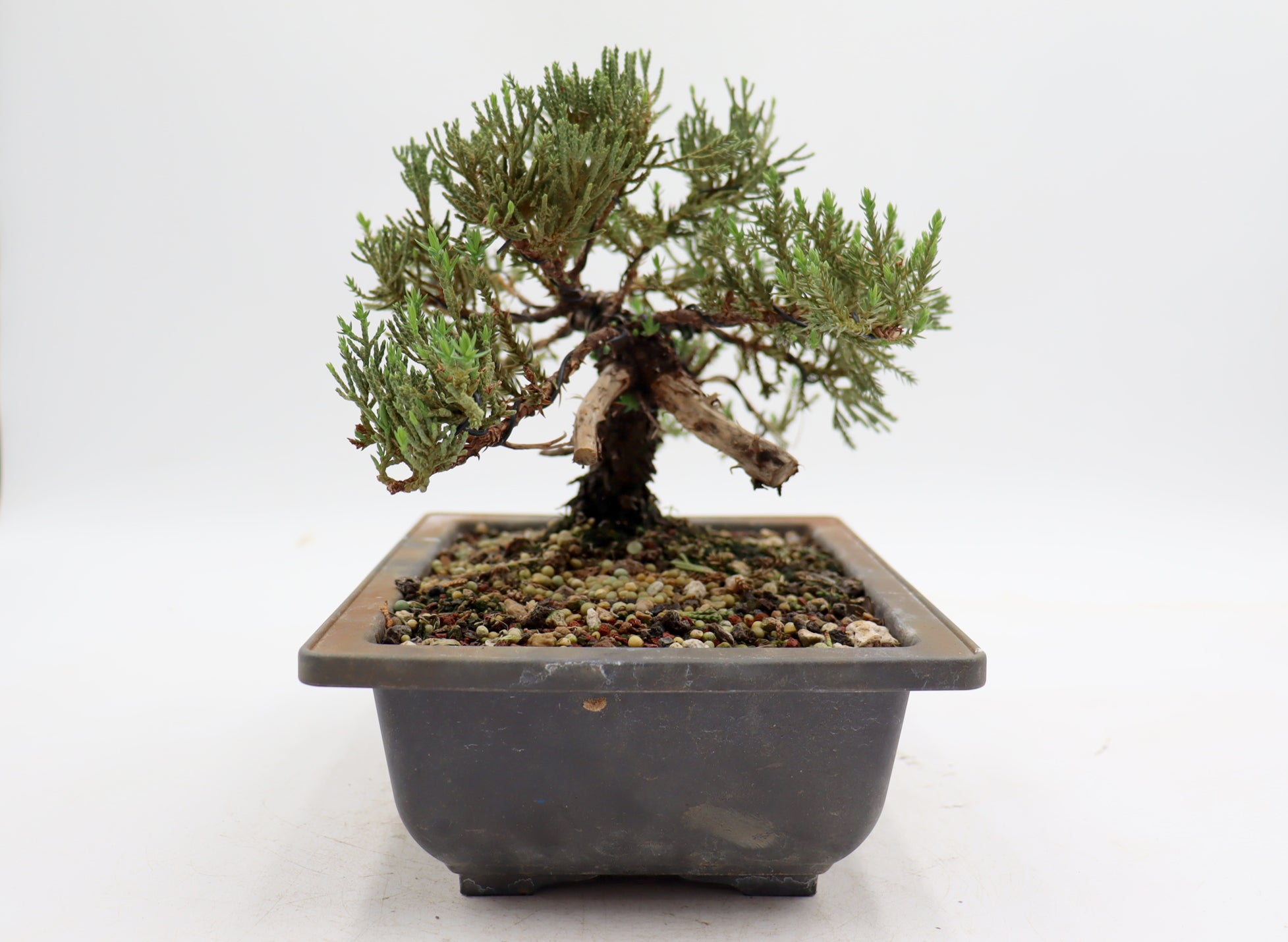 Wired Juniper Procumbens Nana in a Plastic Trainer