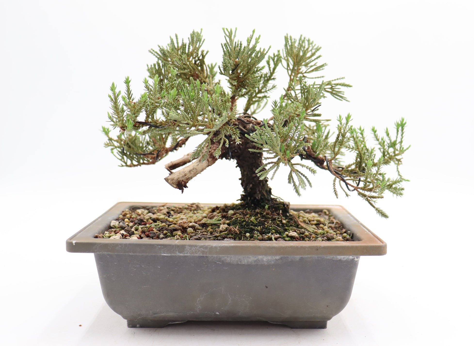 Wired Juniper Procumbens Nana in a Plastic Trainer