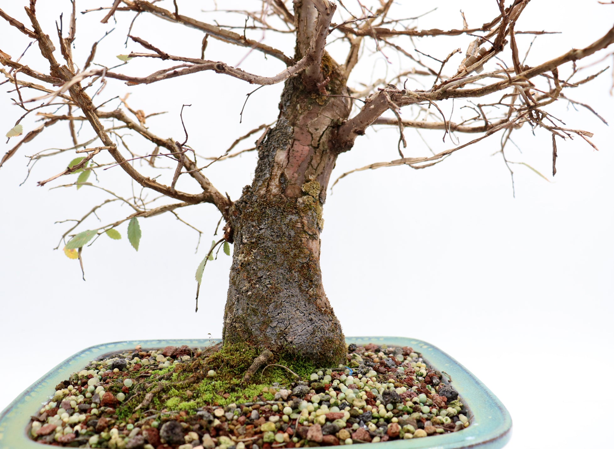 Winged Elm in a Glazed Bonsai Container