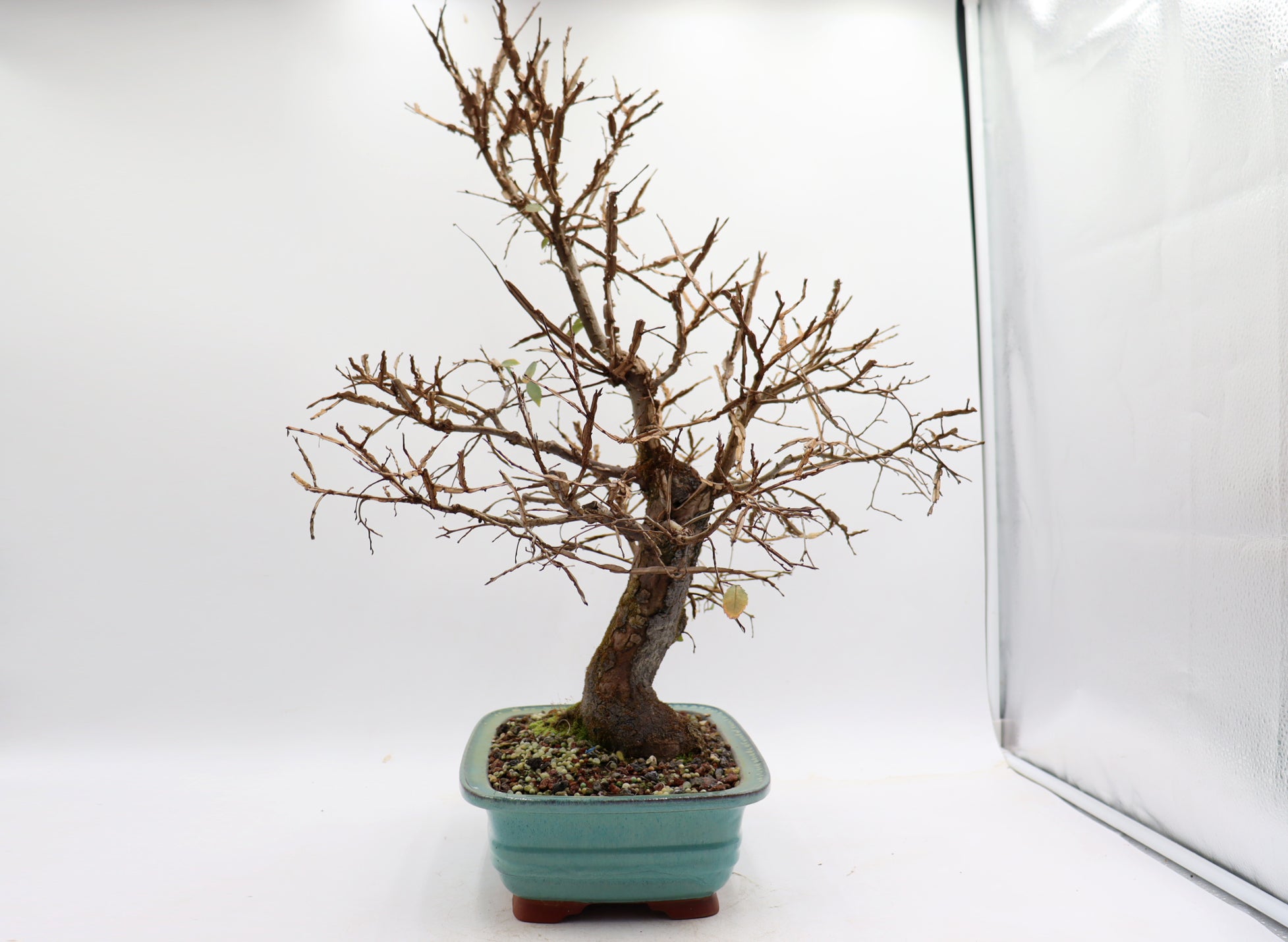 Winged Elm in a Glazed Bonsai Container