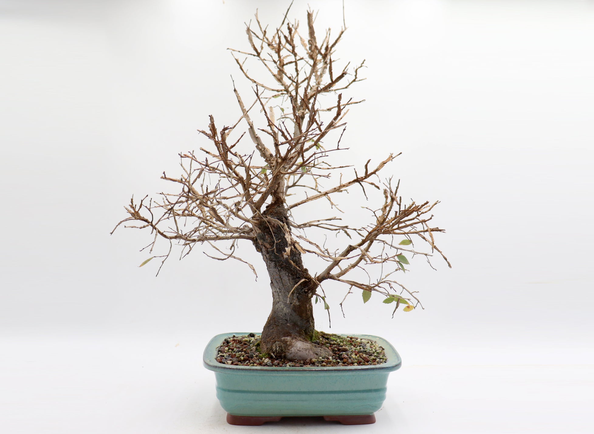 Winged Elm in a Glazed Bonsai Container