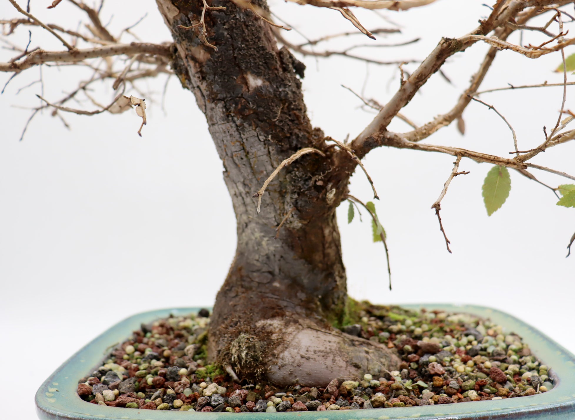 chinese elm bonsai tree losing leaves Winged Elm in a Glazed Bonsai Container