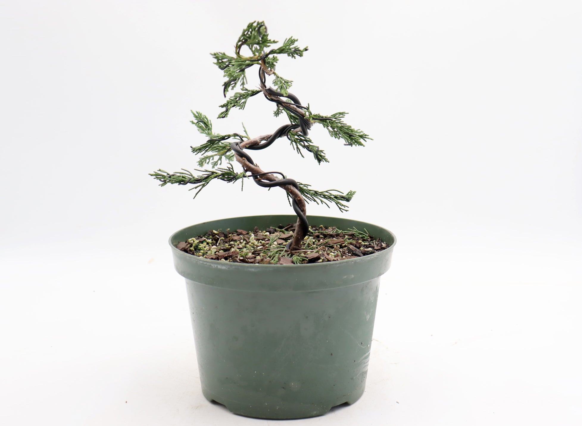 Wired Spartan Juniper in an Eight Inch Plastic Pot