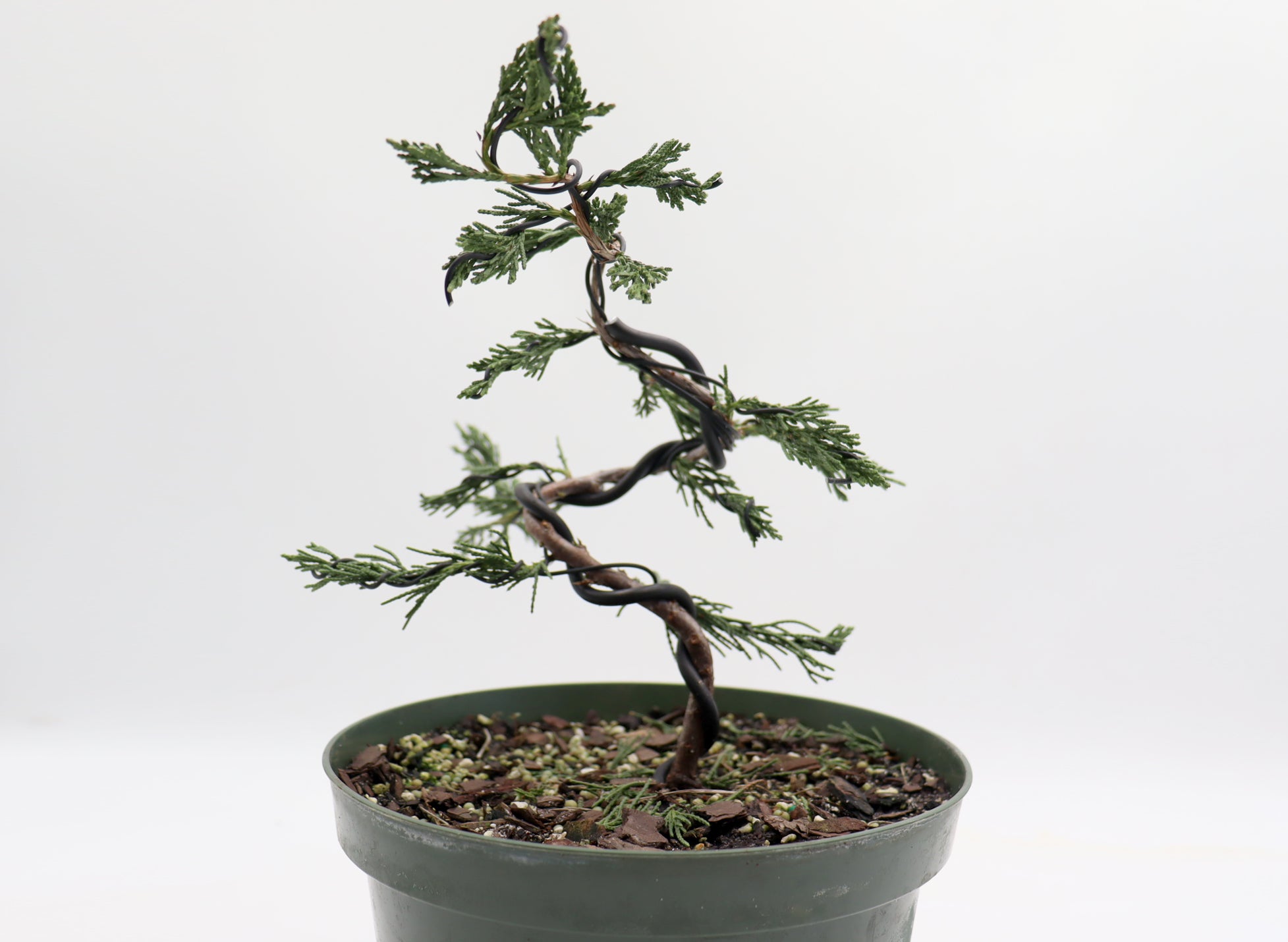 Wired Spartan Juniper in an Eight Inch Plastic Pot
