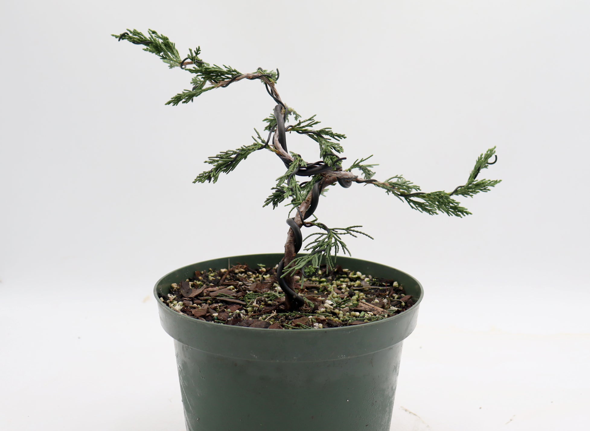 Wired Spartan Juniper in an Eight Inch Plastic Pot