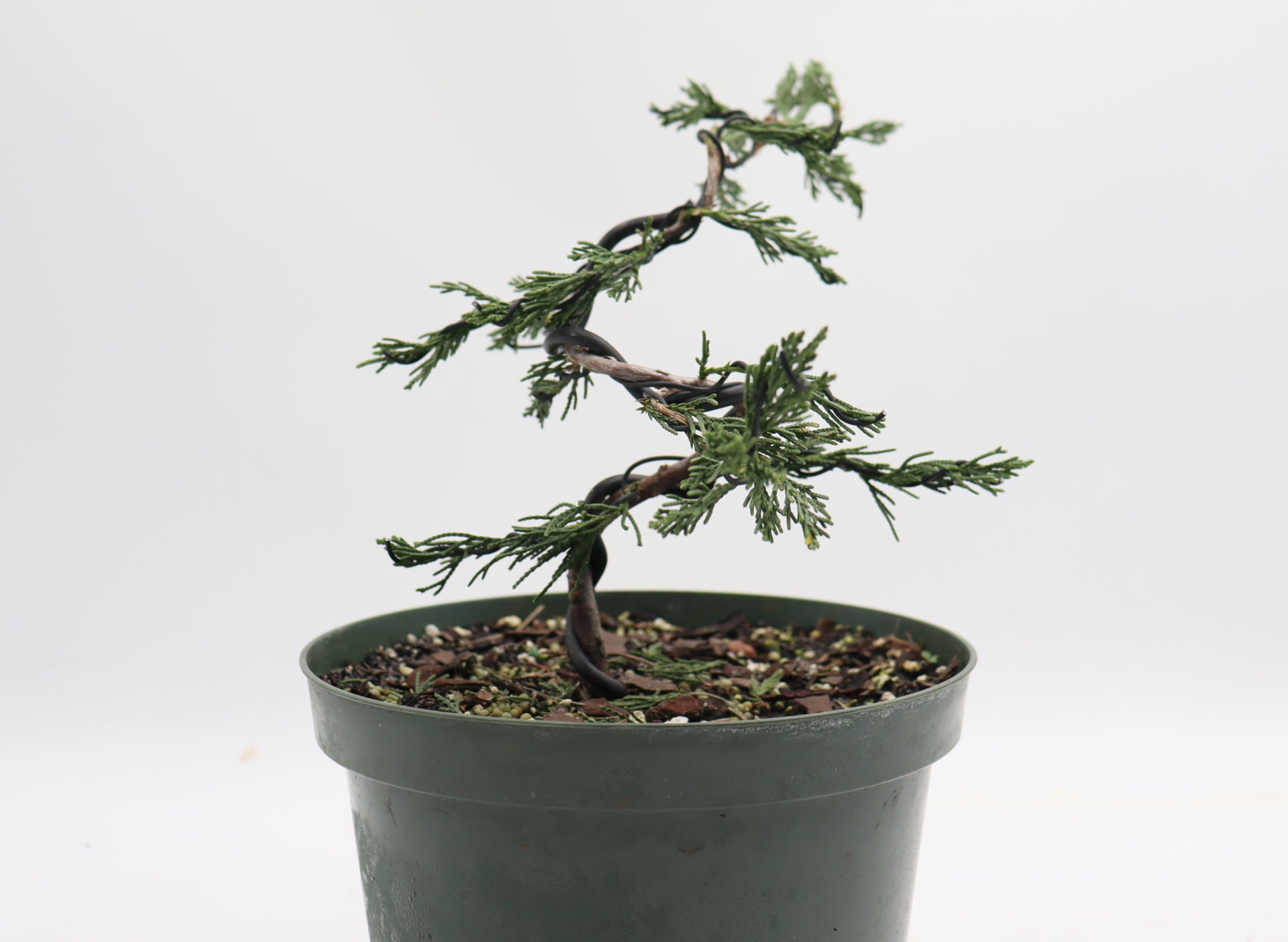 Wired Spartan Juniper in an Eight Inch Plastic Pot