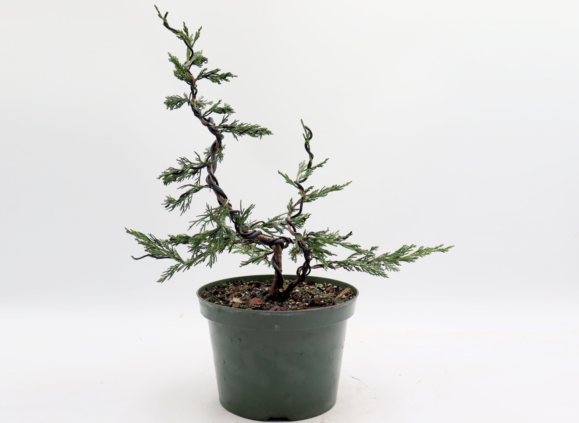Wired Twin Trunk Spartan Juniper in an Eight Inch Plastic Pot