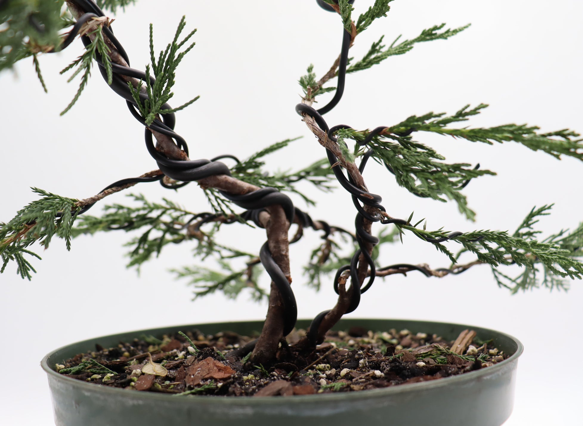 Wired Twin Trunk Spartan Juniper in an Eight Inch Plastic Pot