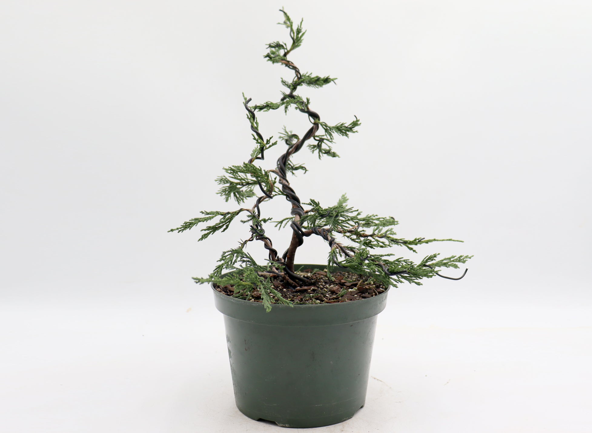 Wired Twin Trunk Spartan Juniper in an Eight Inch Plastic Pot