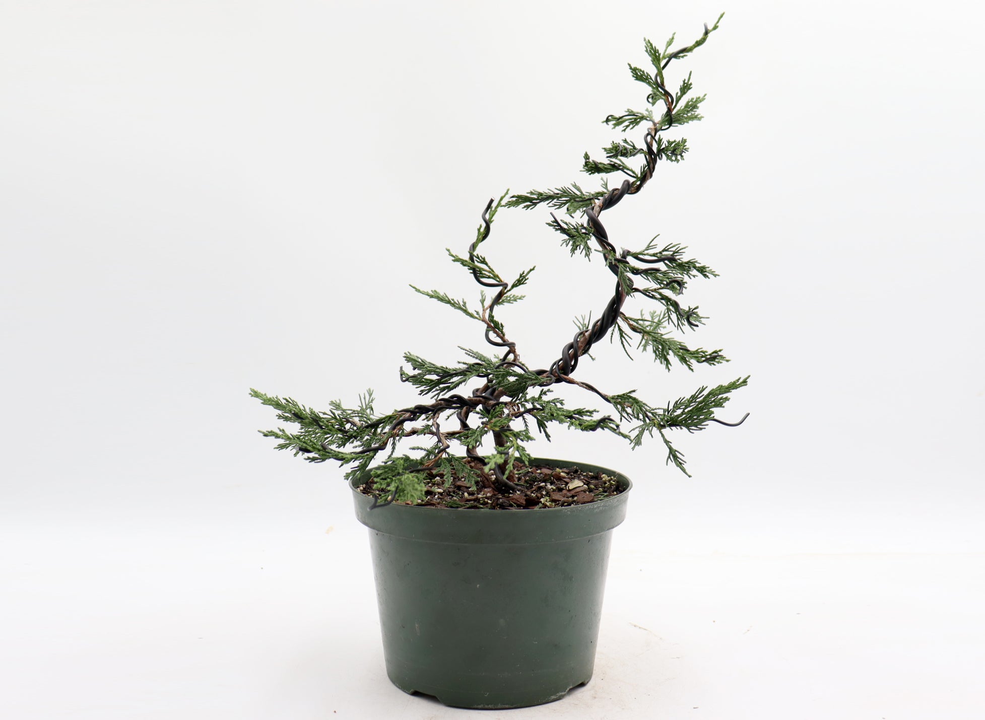 Wired Twin Trunk Spartan Juniper in an Eight Inch Plastic Pot