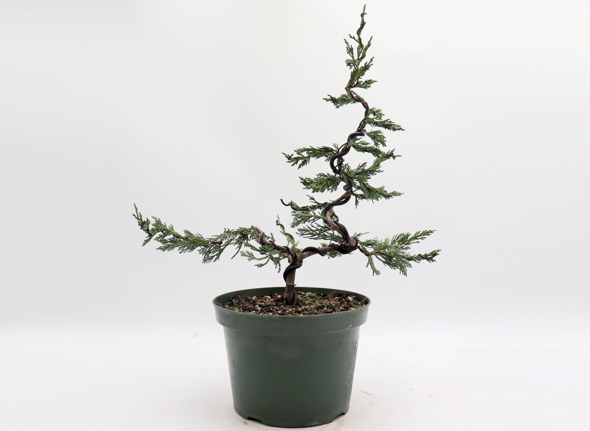 Wired Spartan Juniper in an Eight Inch Plastic Pot