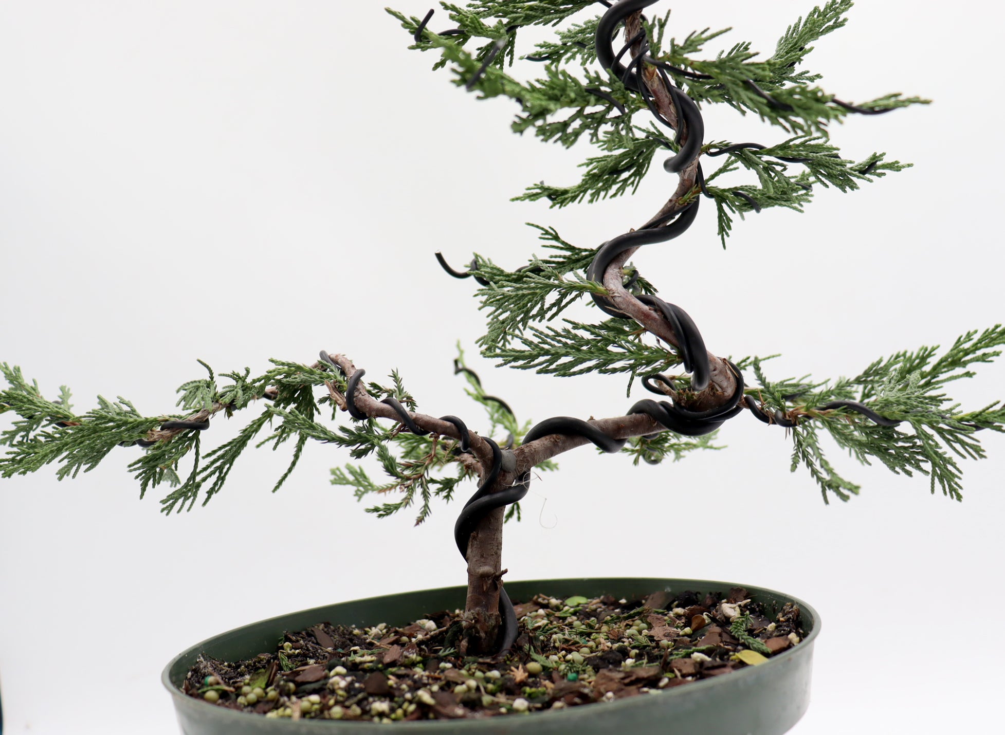 Wired Spartan Juniper in an Eight Inch Plastic Pot