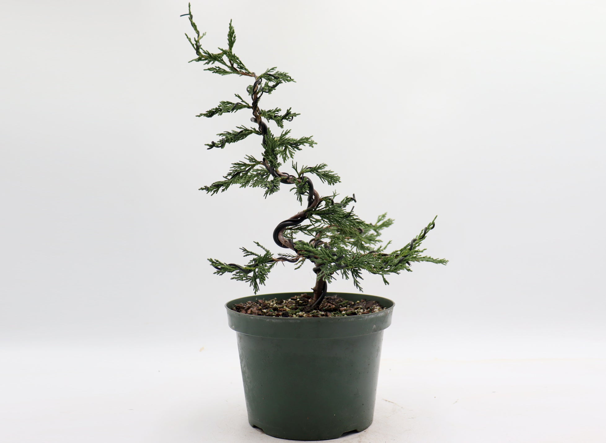 Wired Spartan Juniper in an Eight Inch Plastic Pot
