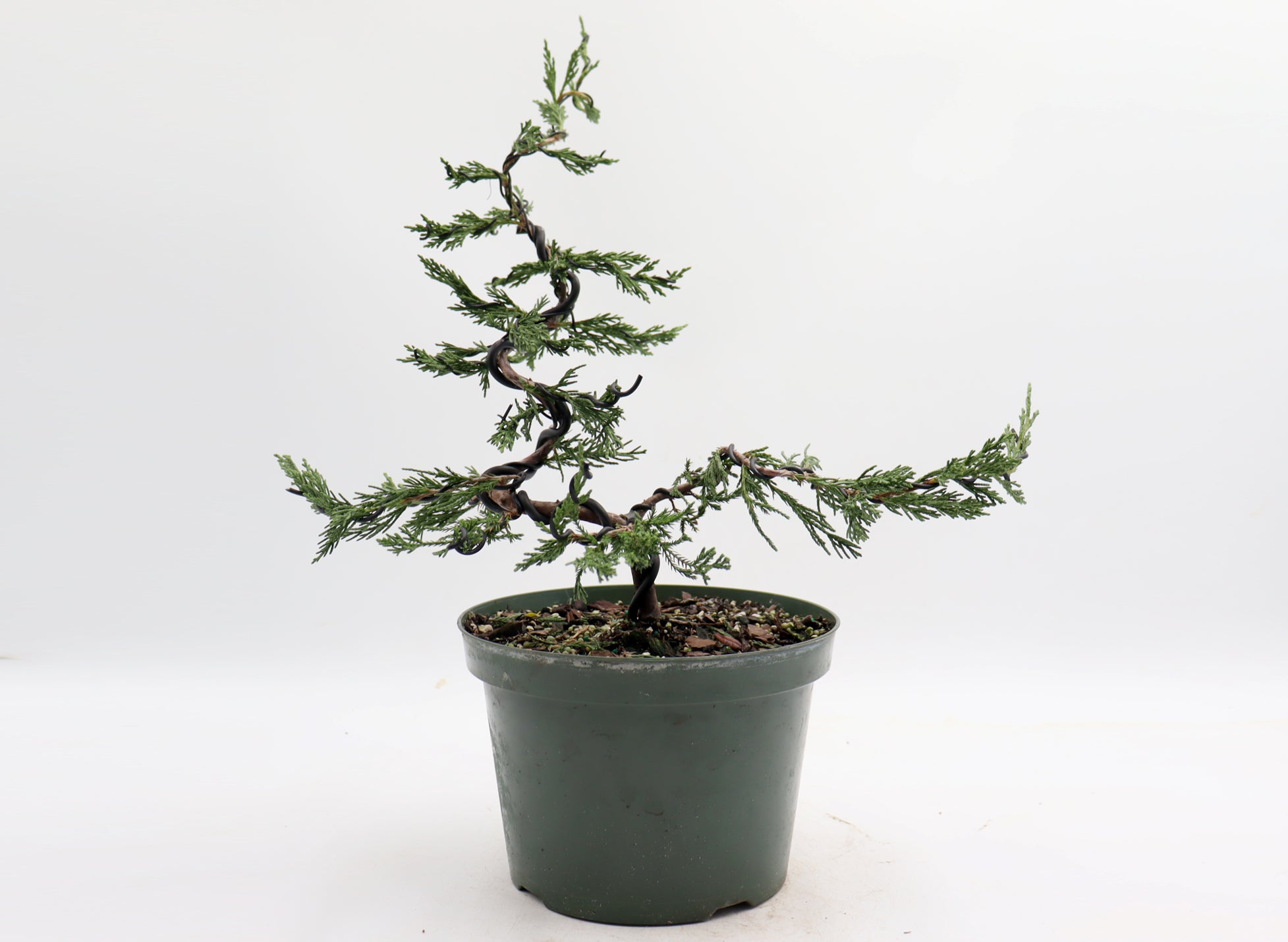 Wired Spartan Juniper in an Eight Inch Plastic Pot