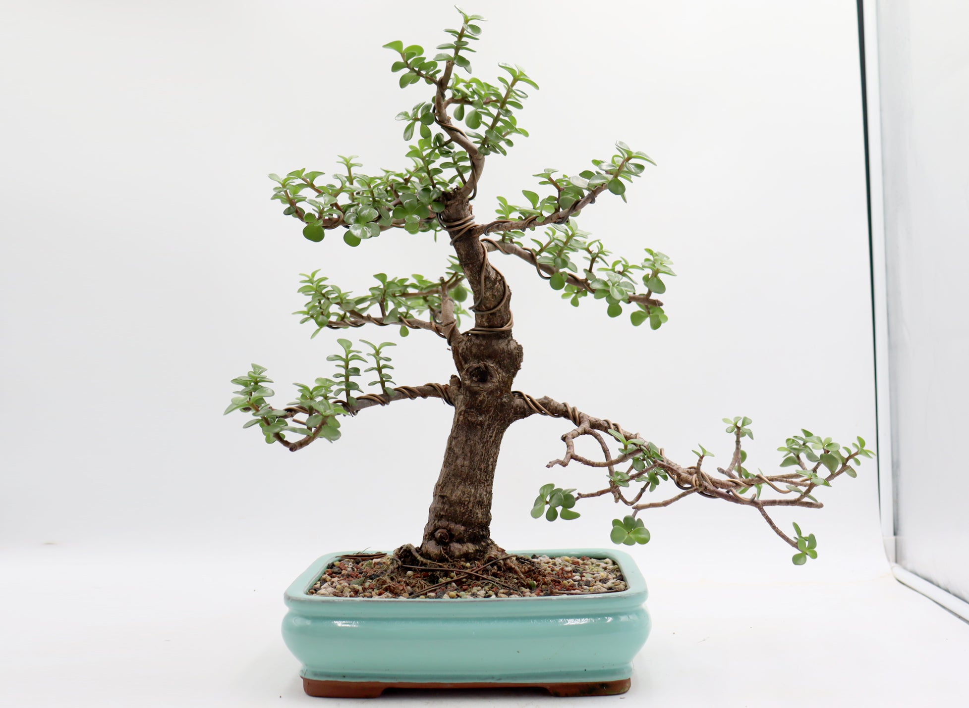 light for jade plant Wired Mini Jade in a Light Blue Glazed Container