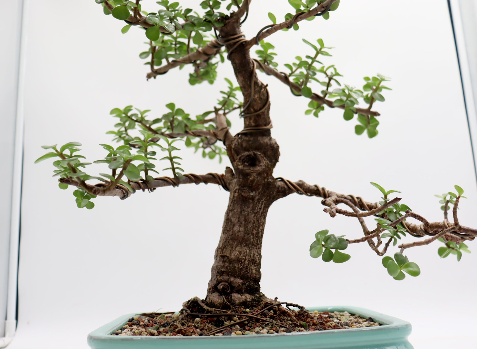 Wired Mini Jade in a Light Blue Glazed Container