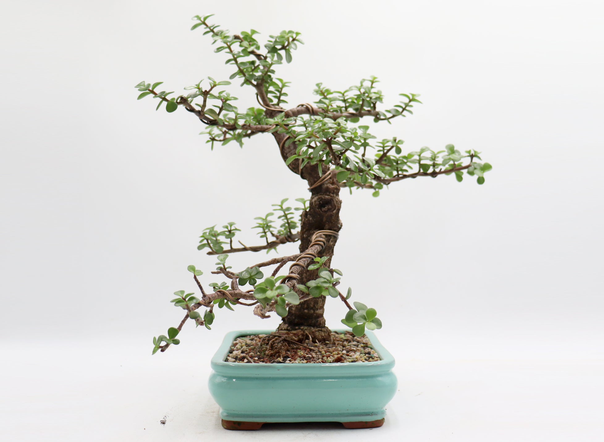 Wired Mini Jade in a Light Blue Glazed Container