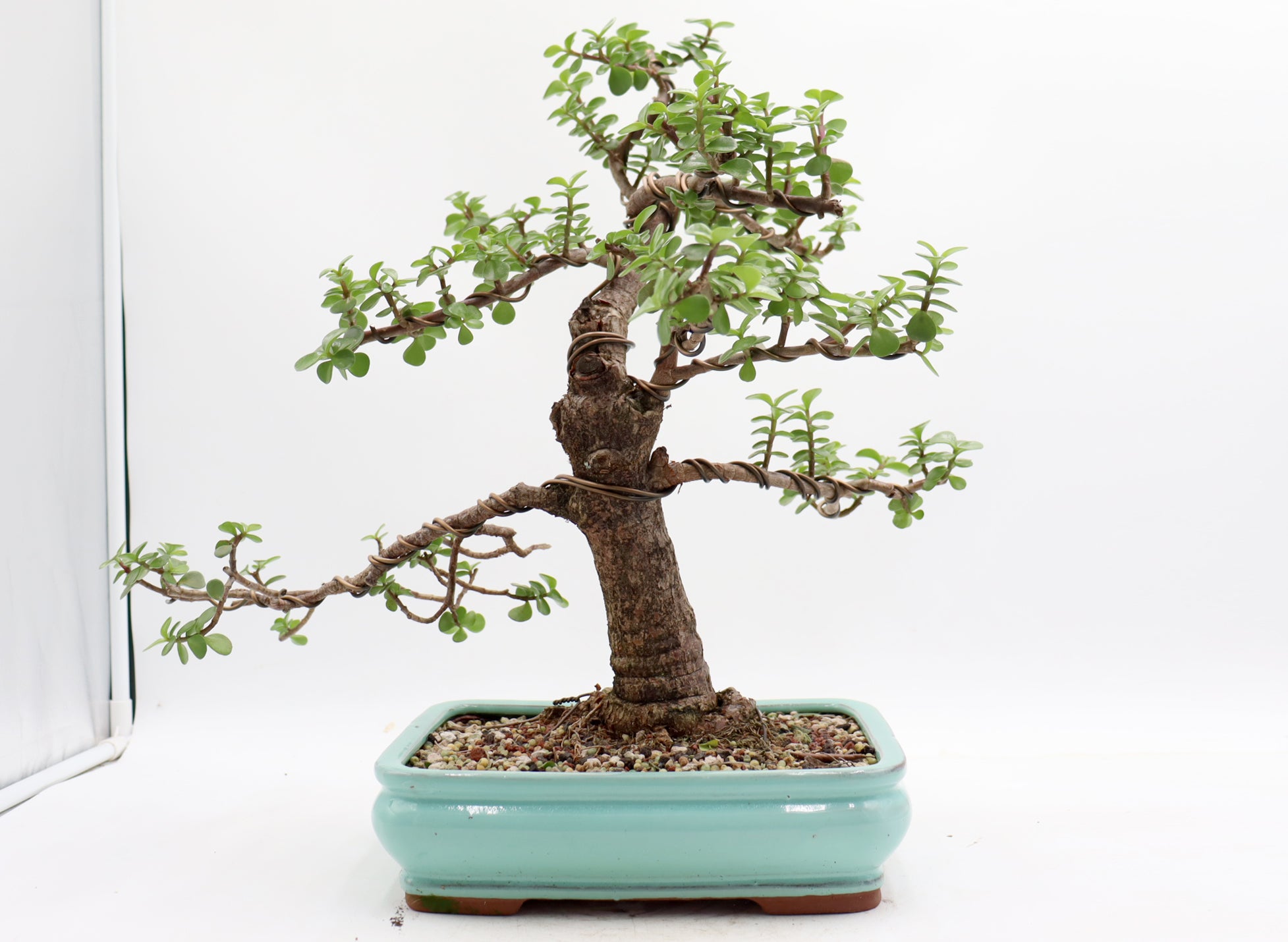 Wired Mini Jade in a Light Blue Glazed Container