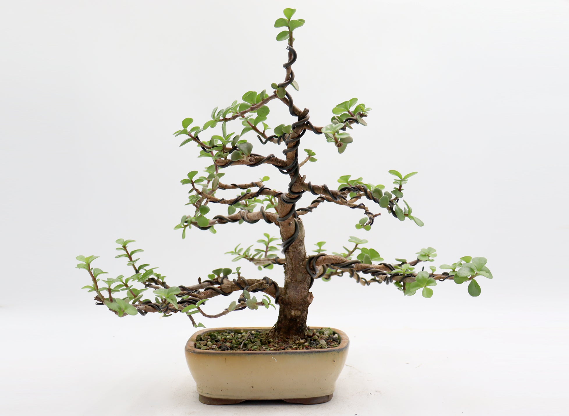 Wired Mini Jade in a Glazed Container