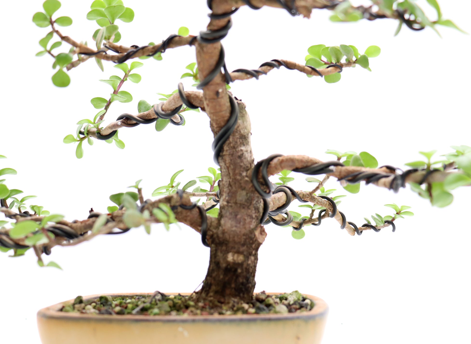 Wired Mini Jade in a Glazed Container