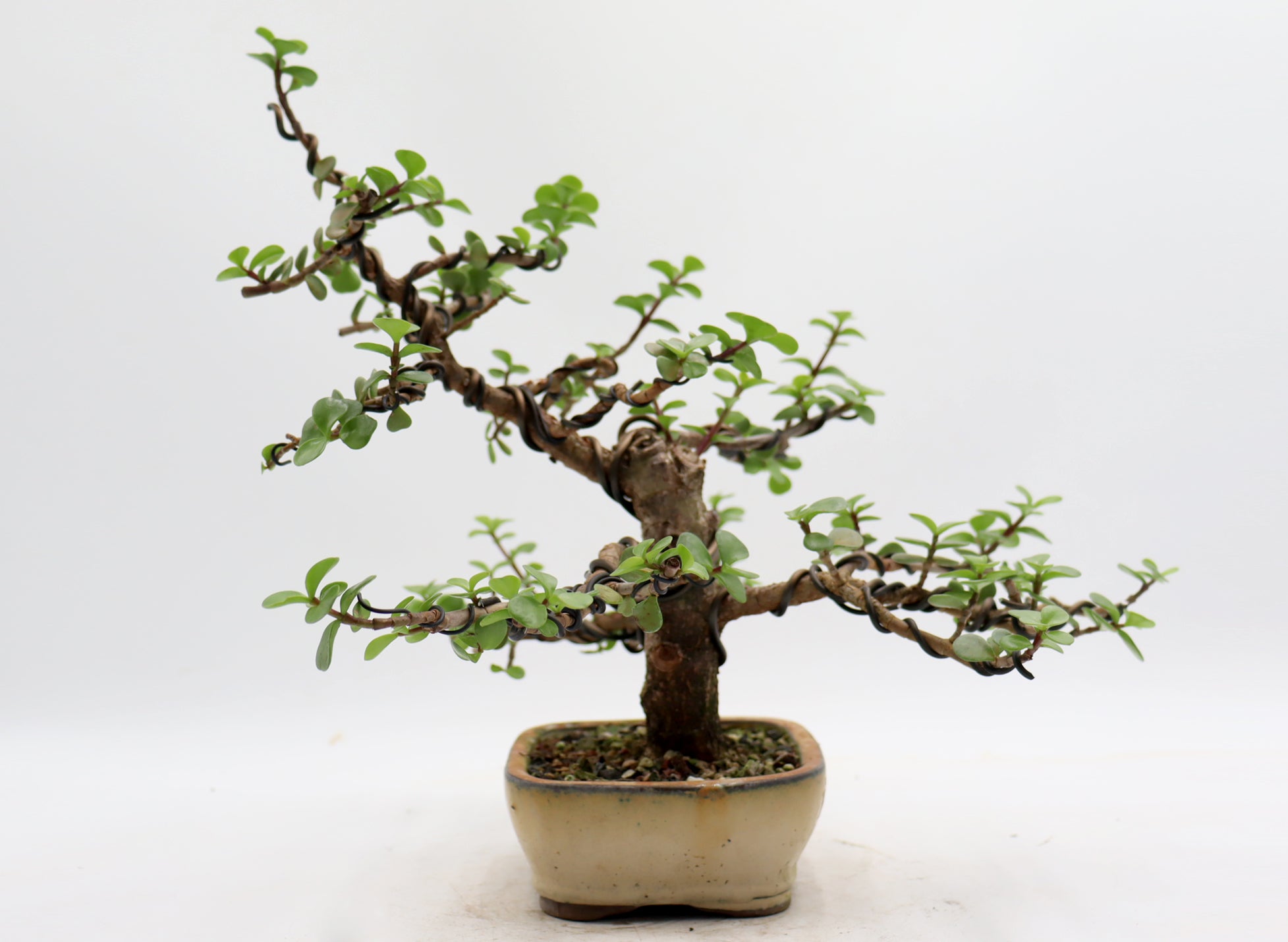 Wired Mini Jade in a Glazed Container