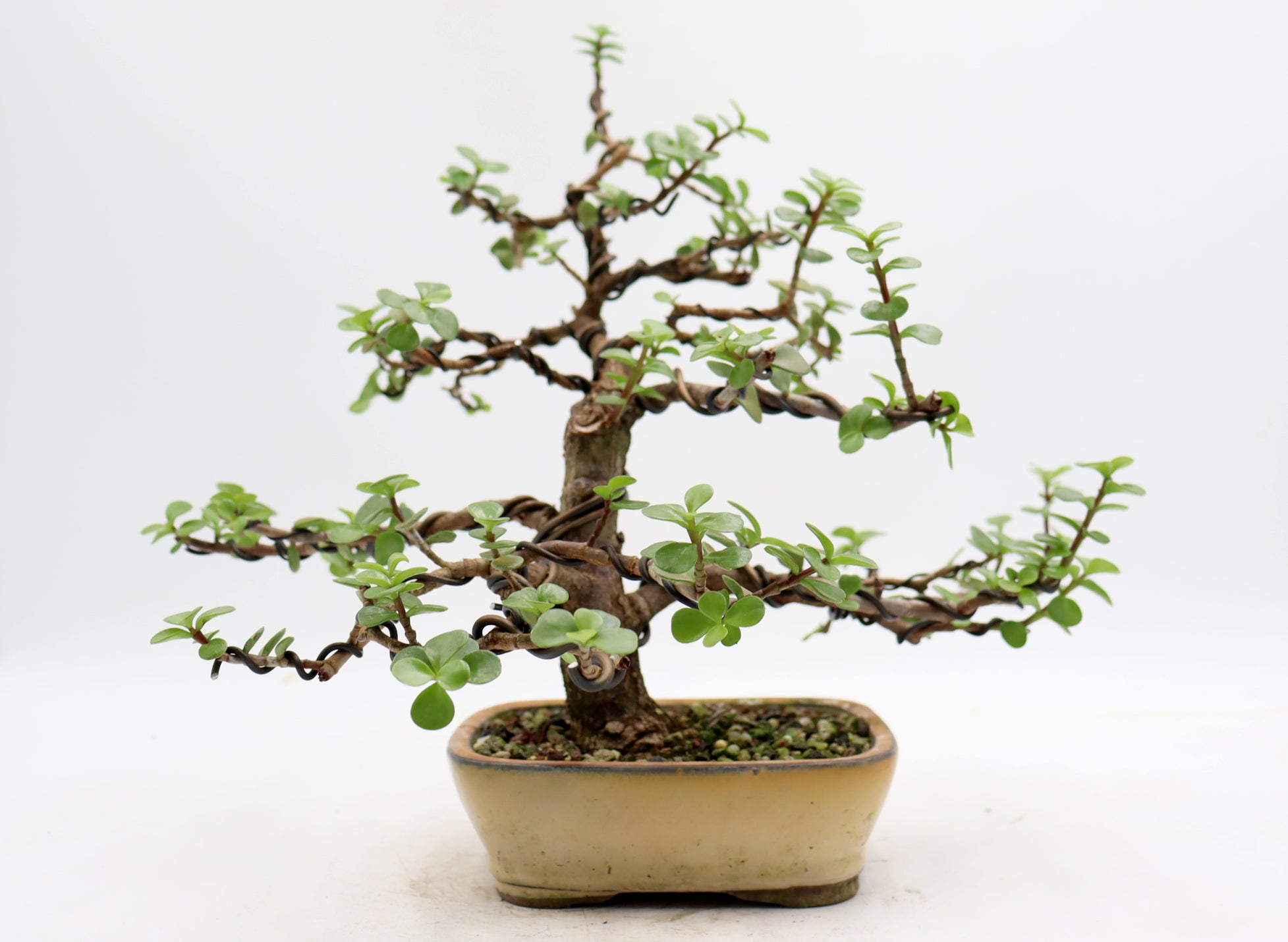 Wired Mini Jade in a Glazed Container