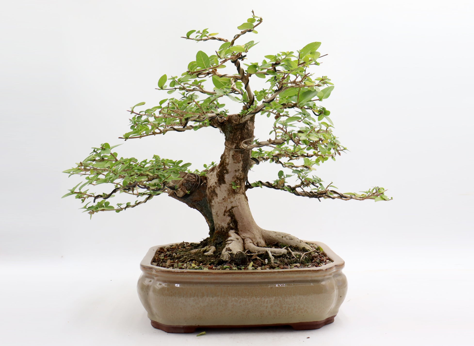 Wired Premna Microphylla in an Twelve Inch Pot