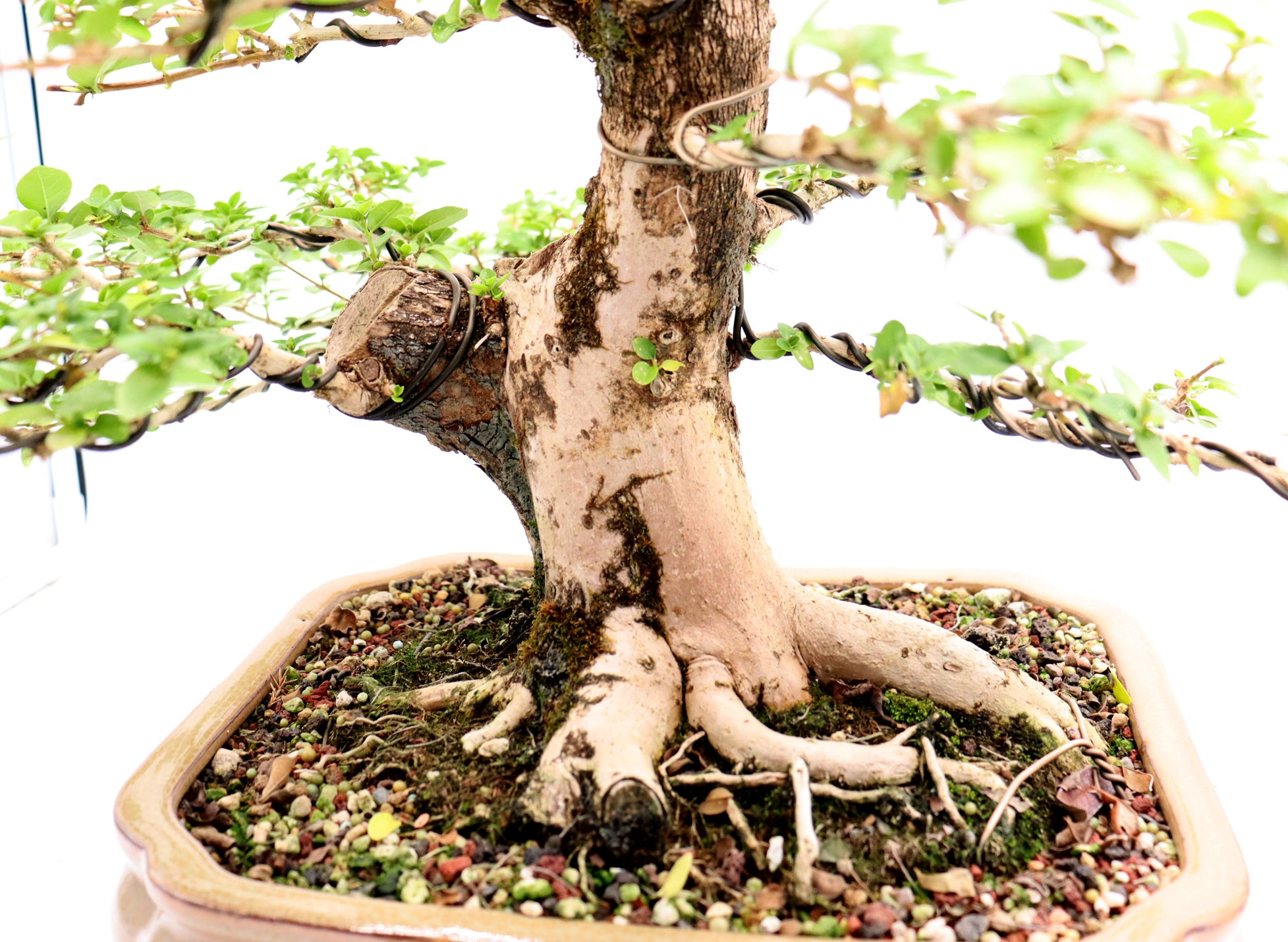 Wired Premna Microphylla in an Twelve Inch Pot