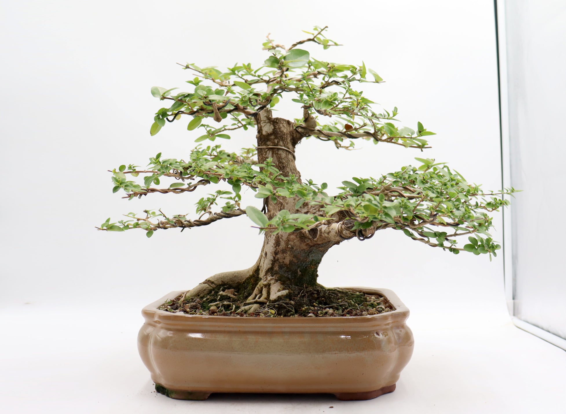 Wired Premna Microphylla in an Twelve Inch Pot