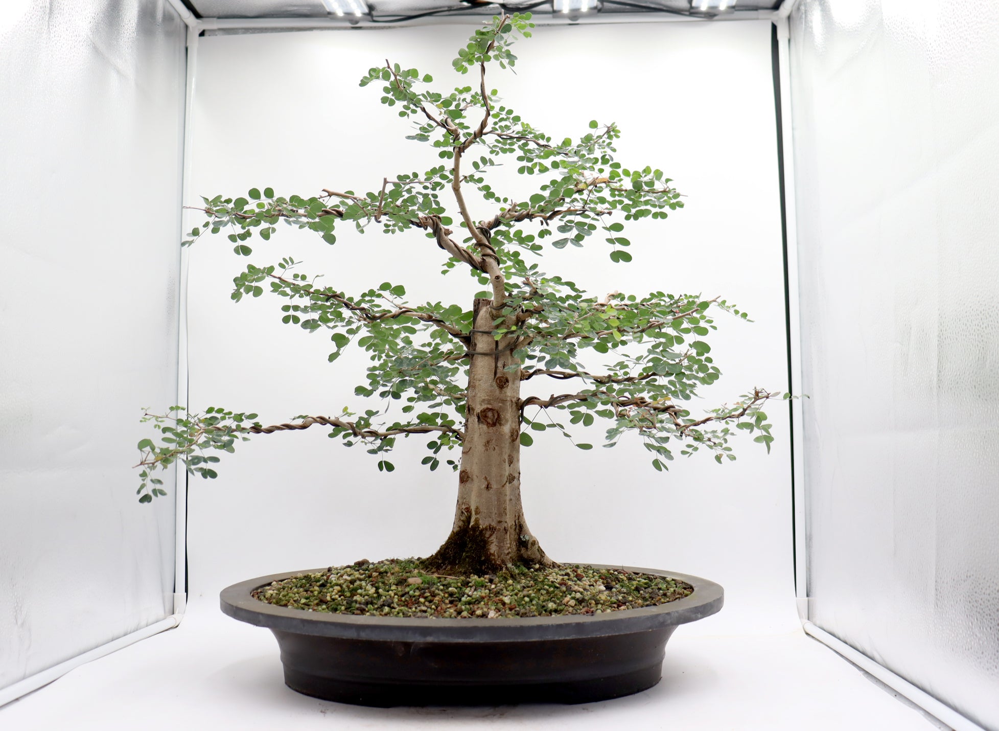 Large Wired Logwood in a Mica Container