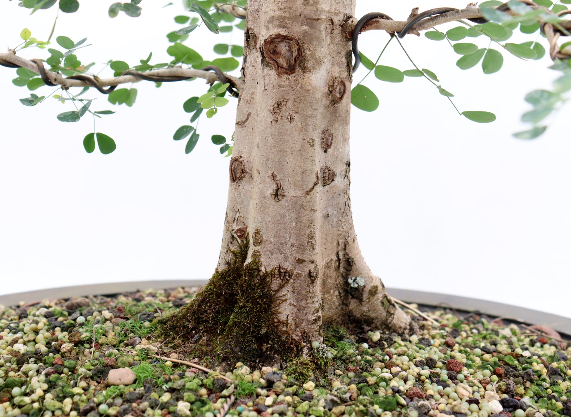 Large Wired Logwood in a Mica Container