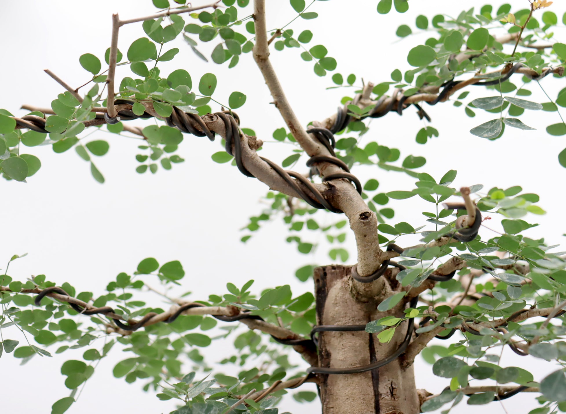 Large Wired Logwood in a Mica Container