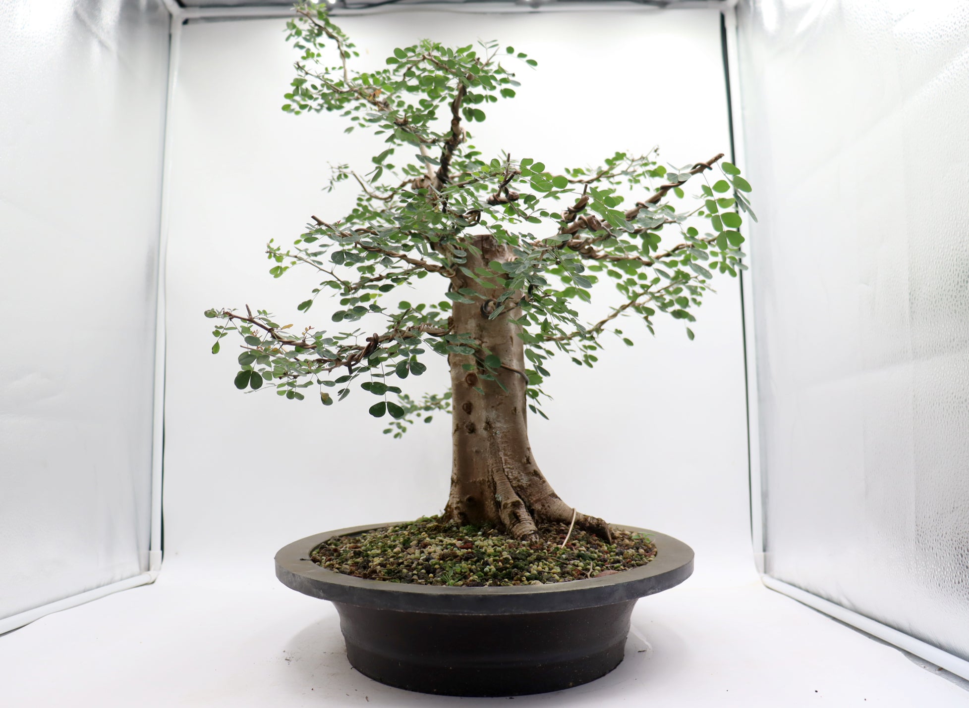 Large Wired Logwood in a Mica Container