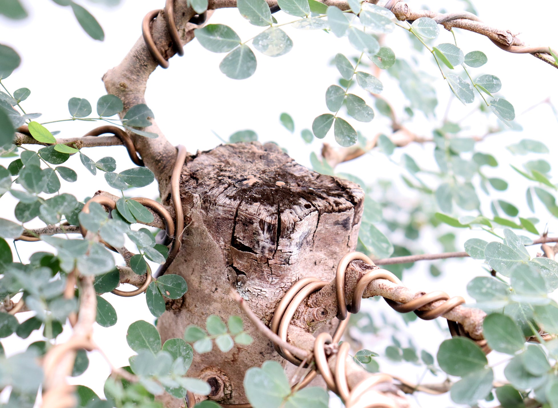 Large Wired Logwood in a Mica Container