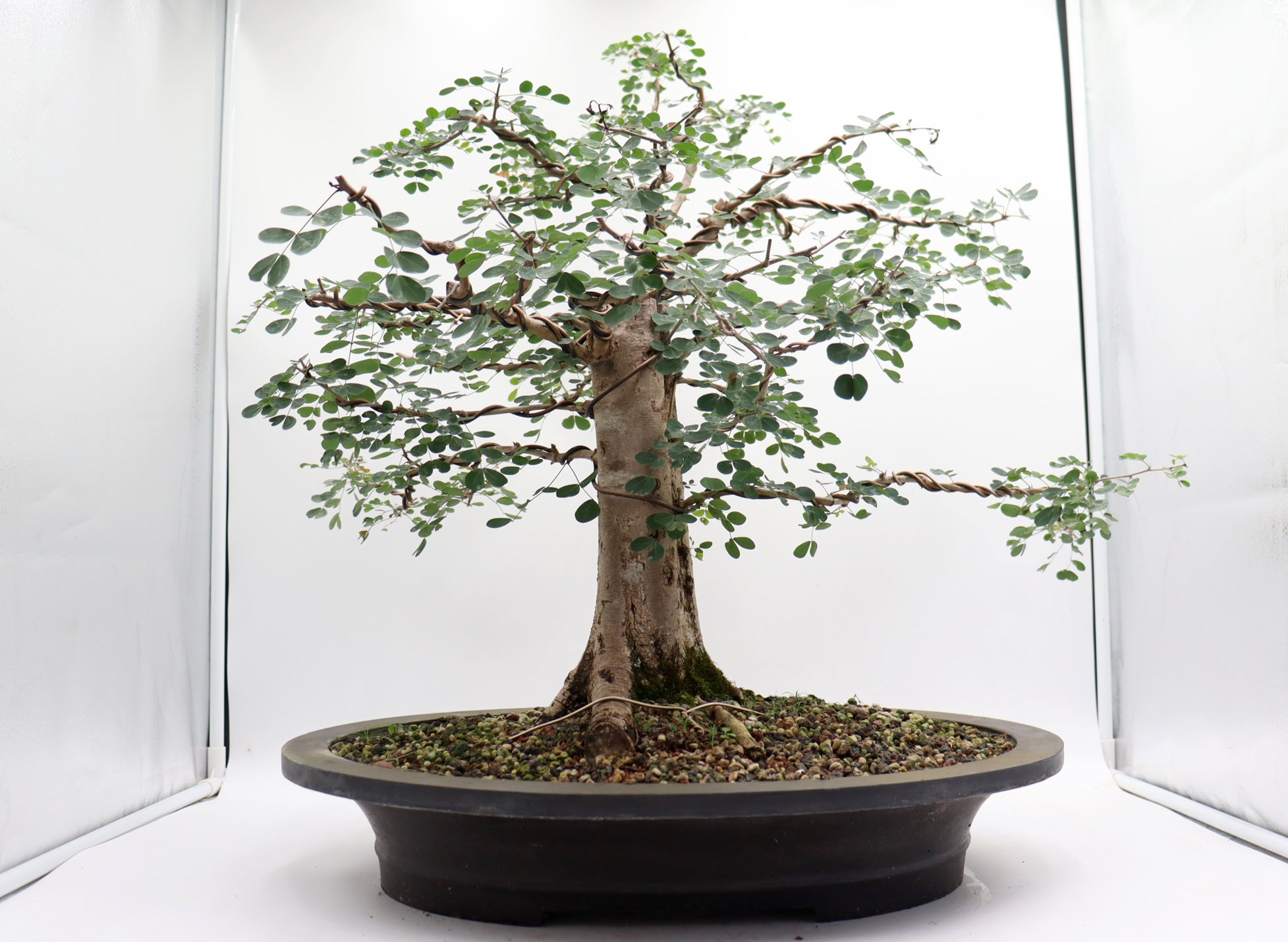 Large Wired Logwood in a Mica Container