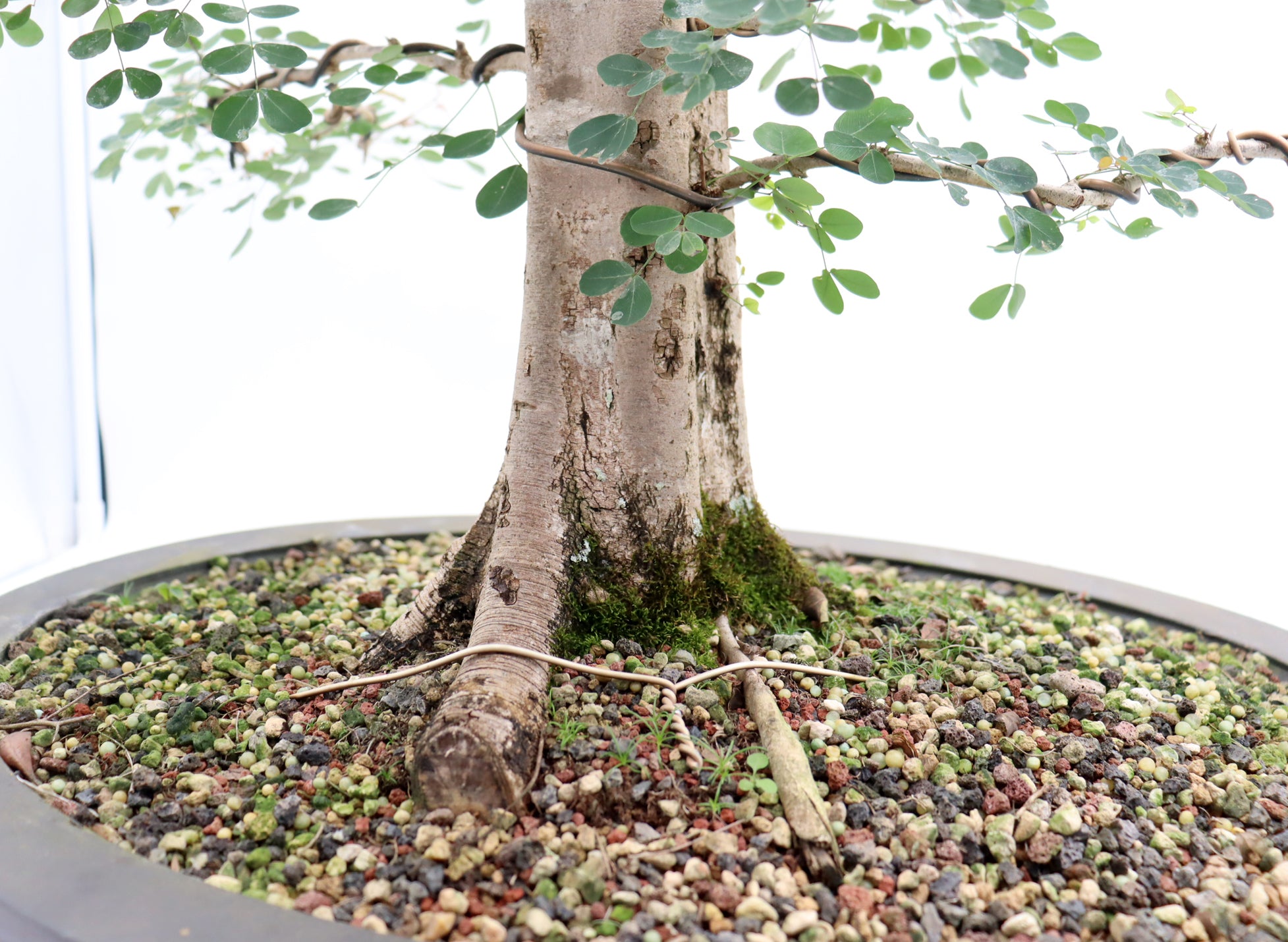 Large Wired Logwood in a Mica Container