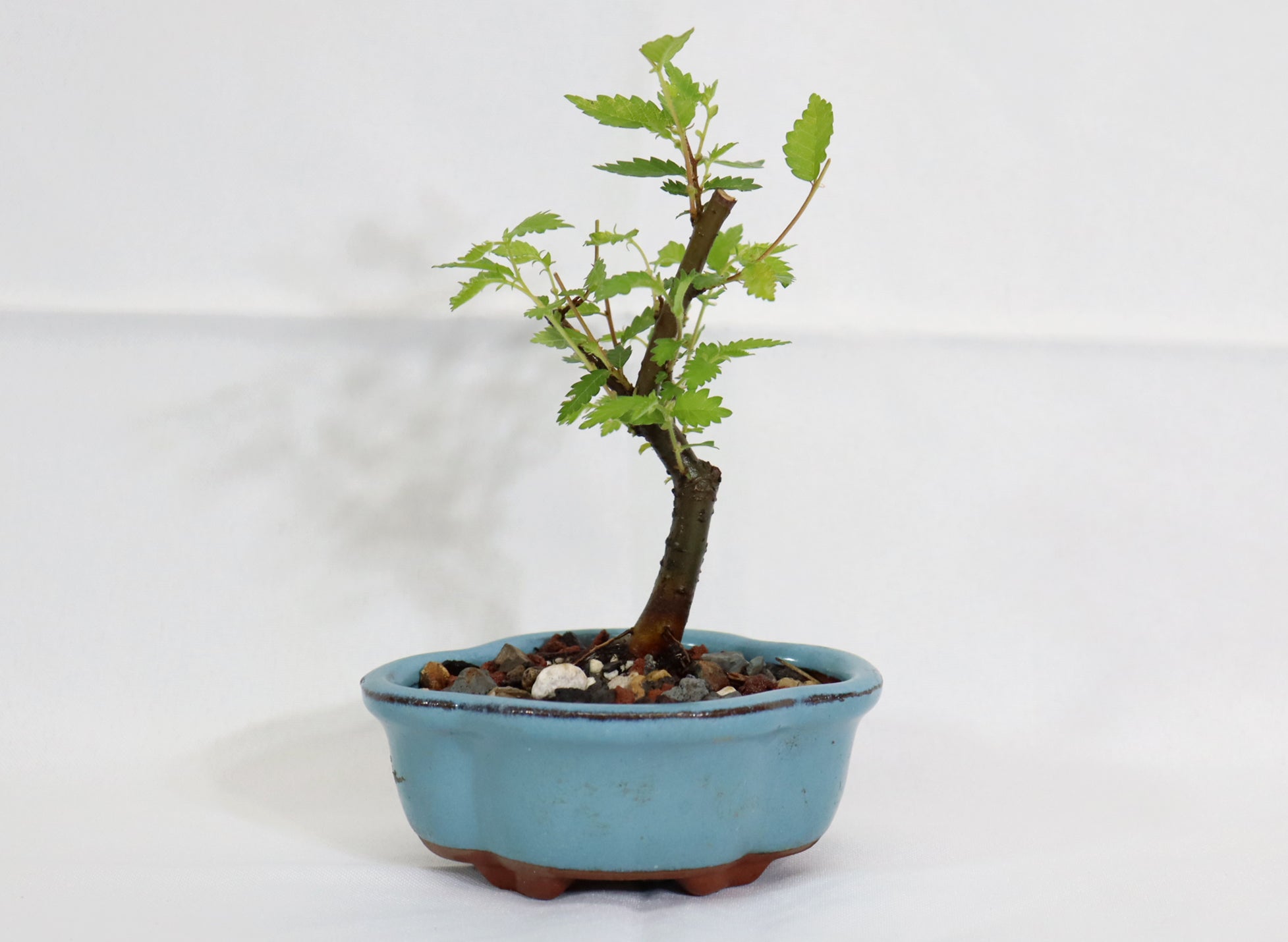 Mame Zelkova Seratta in a Glazed Pot - Schley's Bonsai