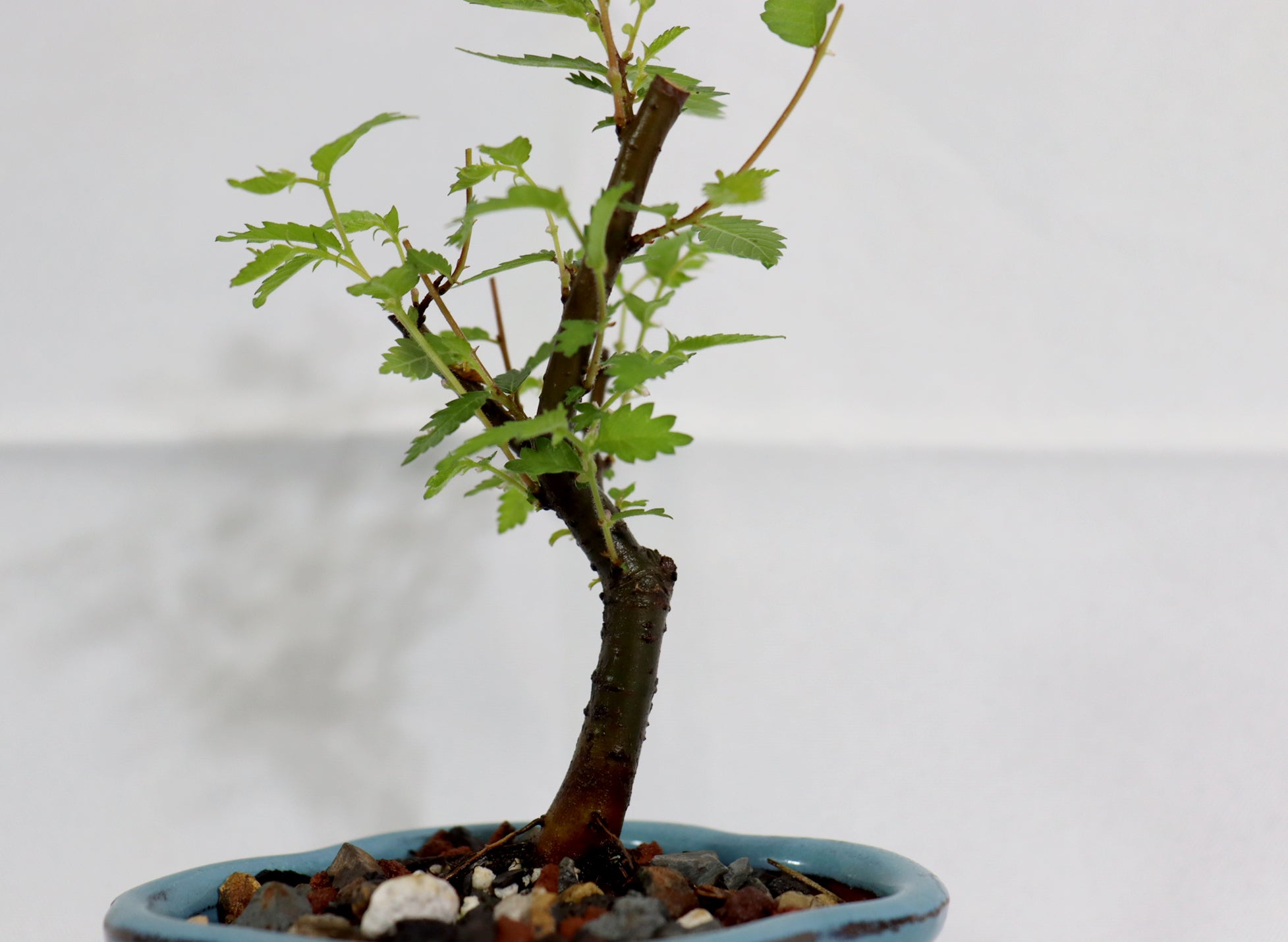 Mame Zelkova Seratta in a Glazed Pot