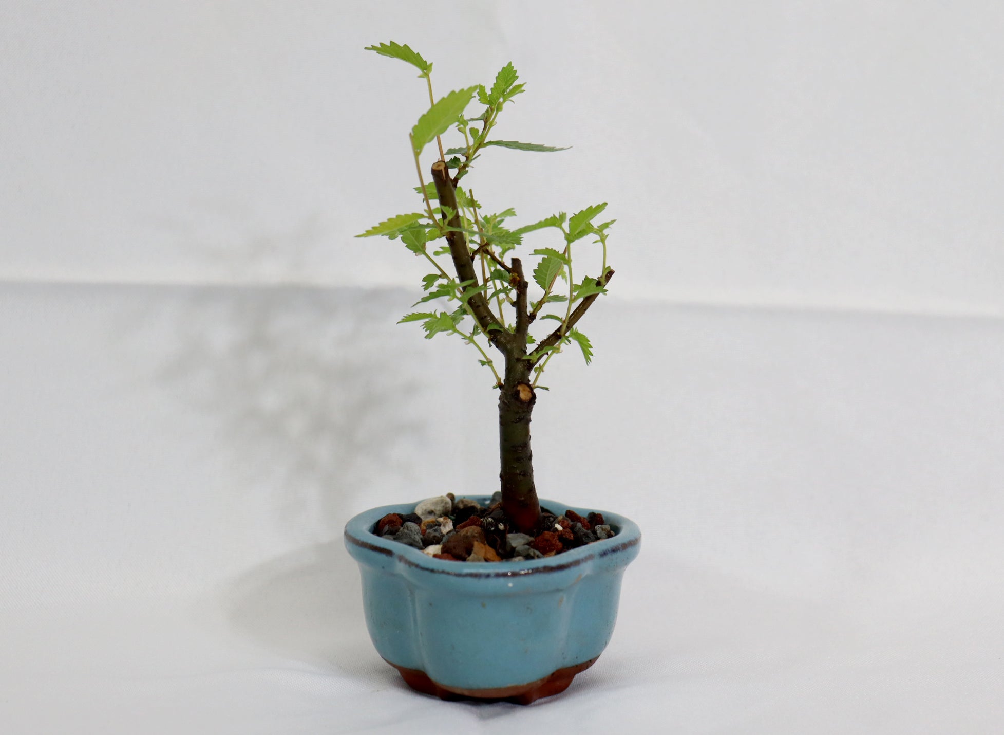 Mame Zelkova Seratta in a Glazed Pot