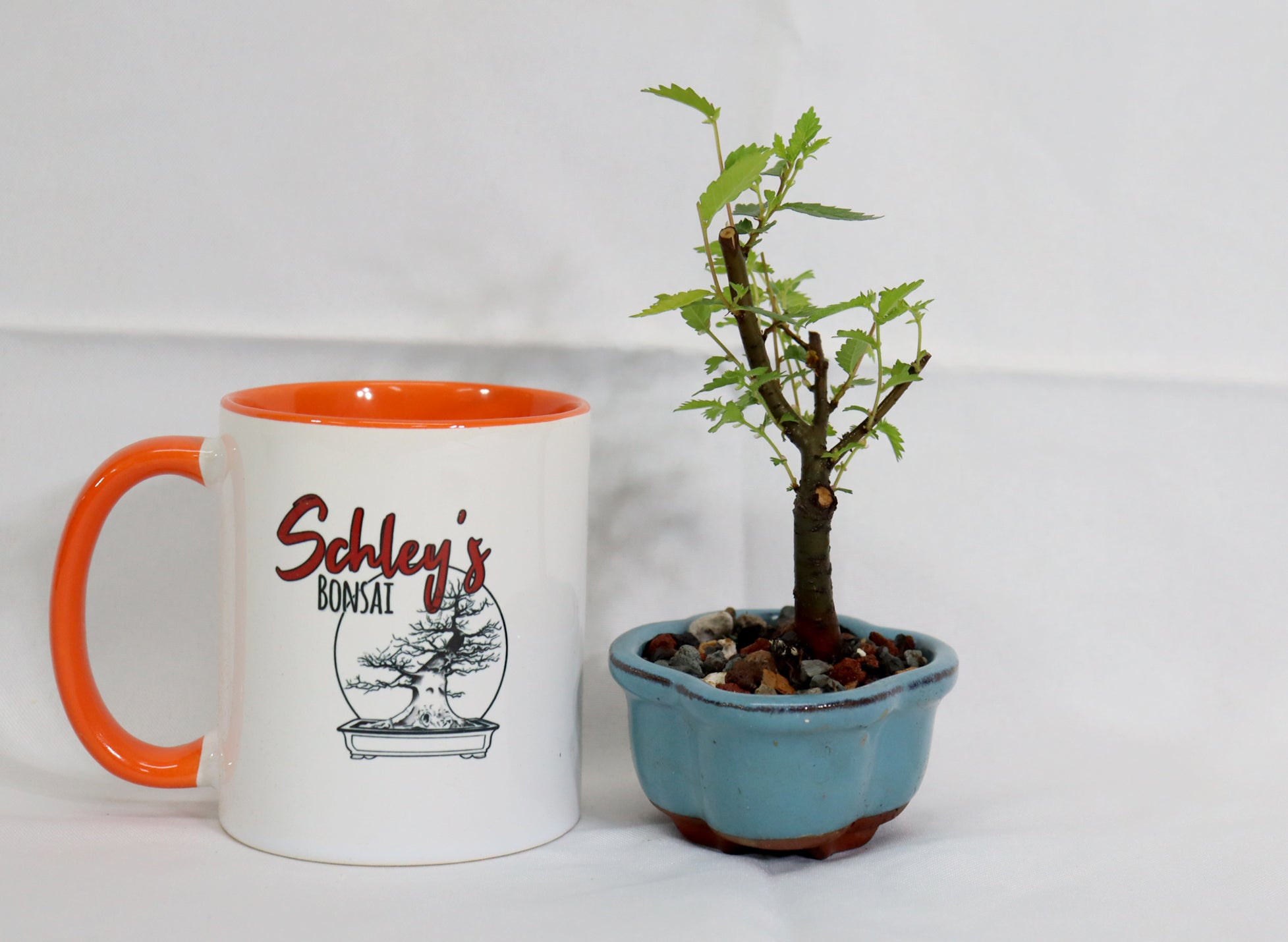 Mame Zelkova Seratta in a Glazed Pot - Schley's Bonsai