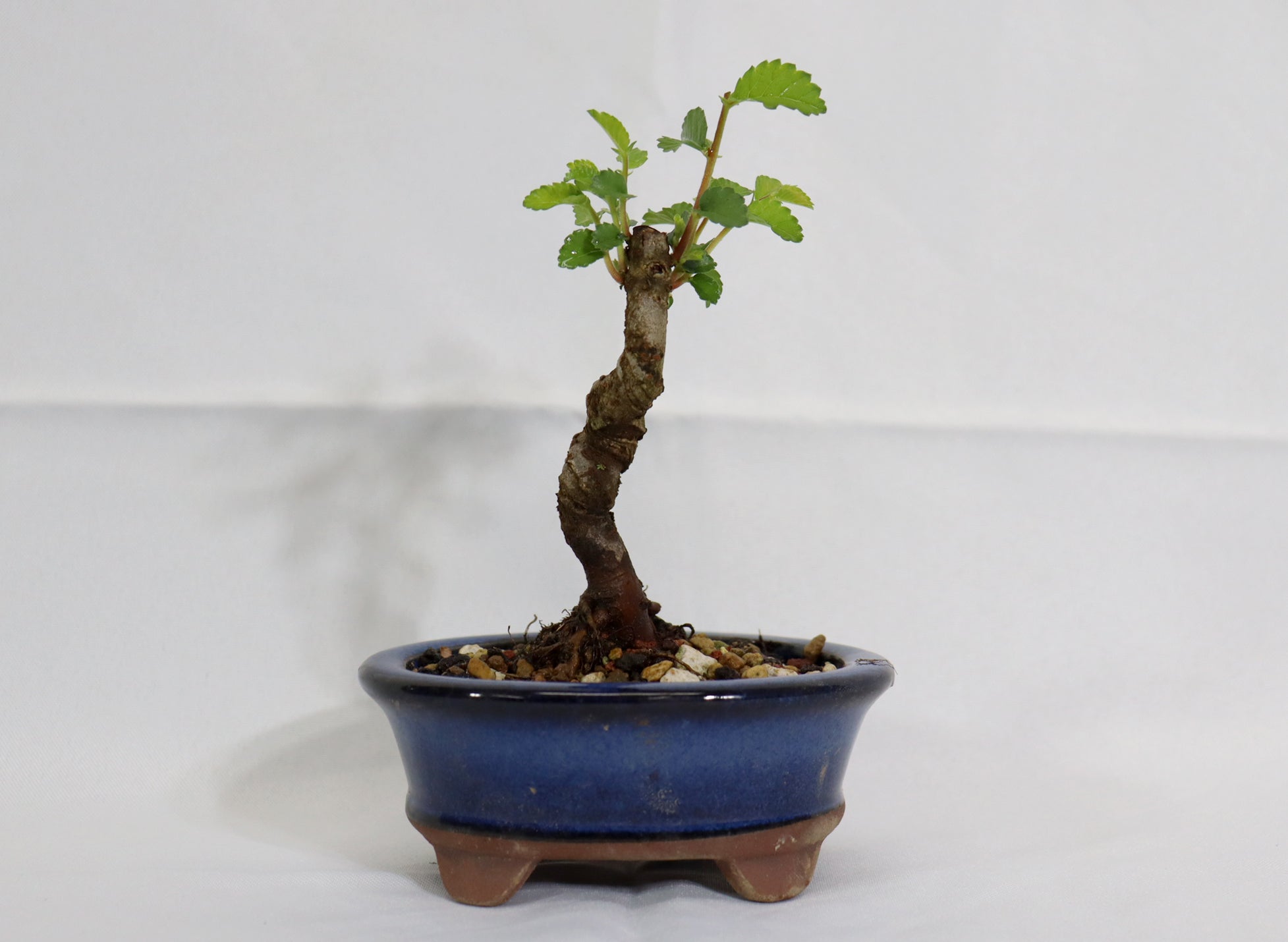 Mame Chinese Elm in a Glazed Pot - Schley's Bonsai