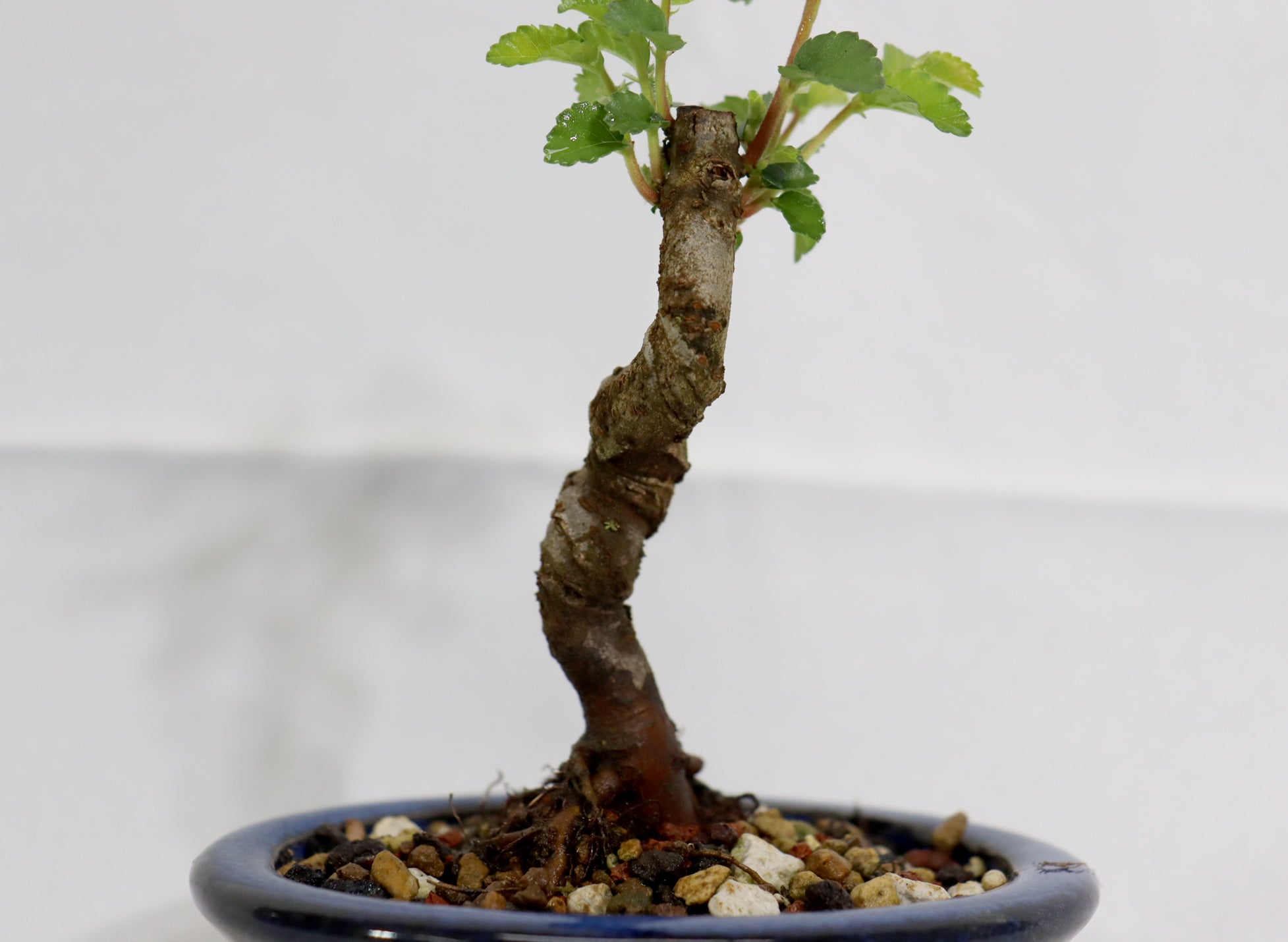 Mame Chinese Elm in a Glazed Pot
