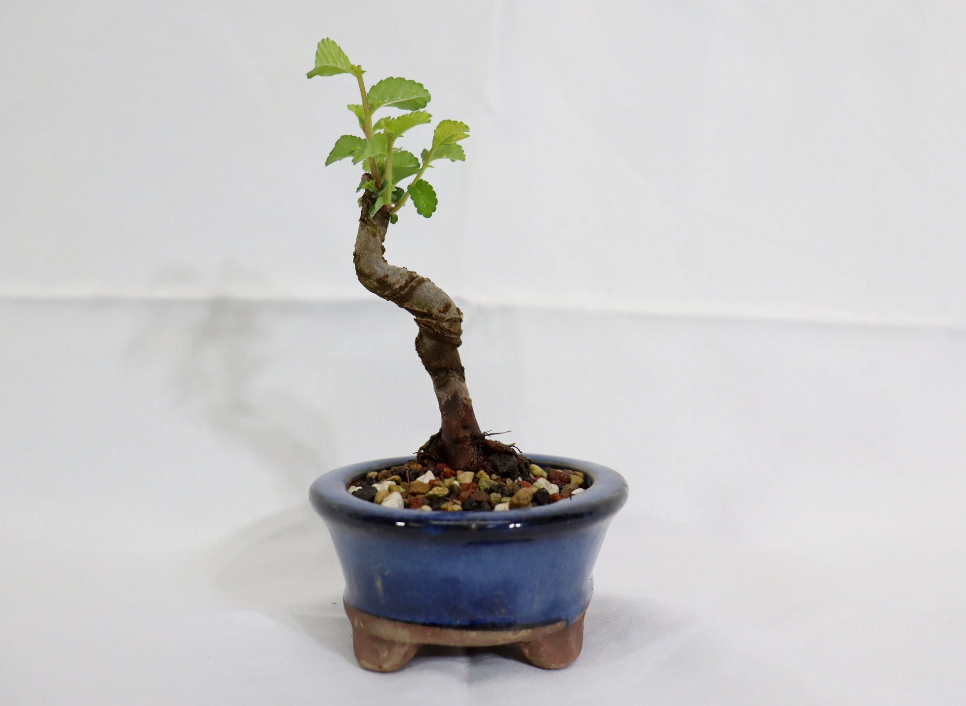 Mame Chinese Elm in a Glazed Pot