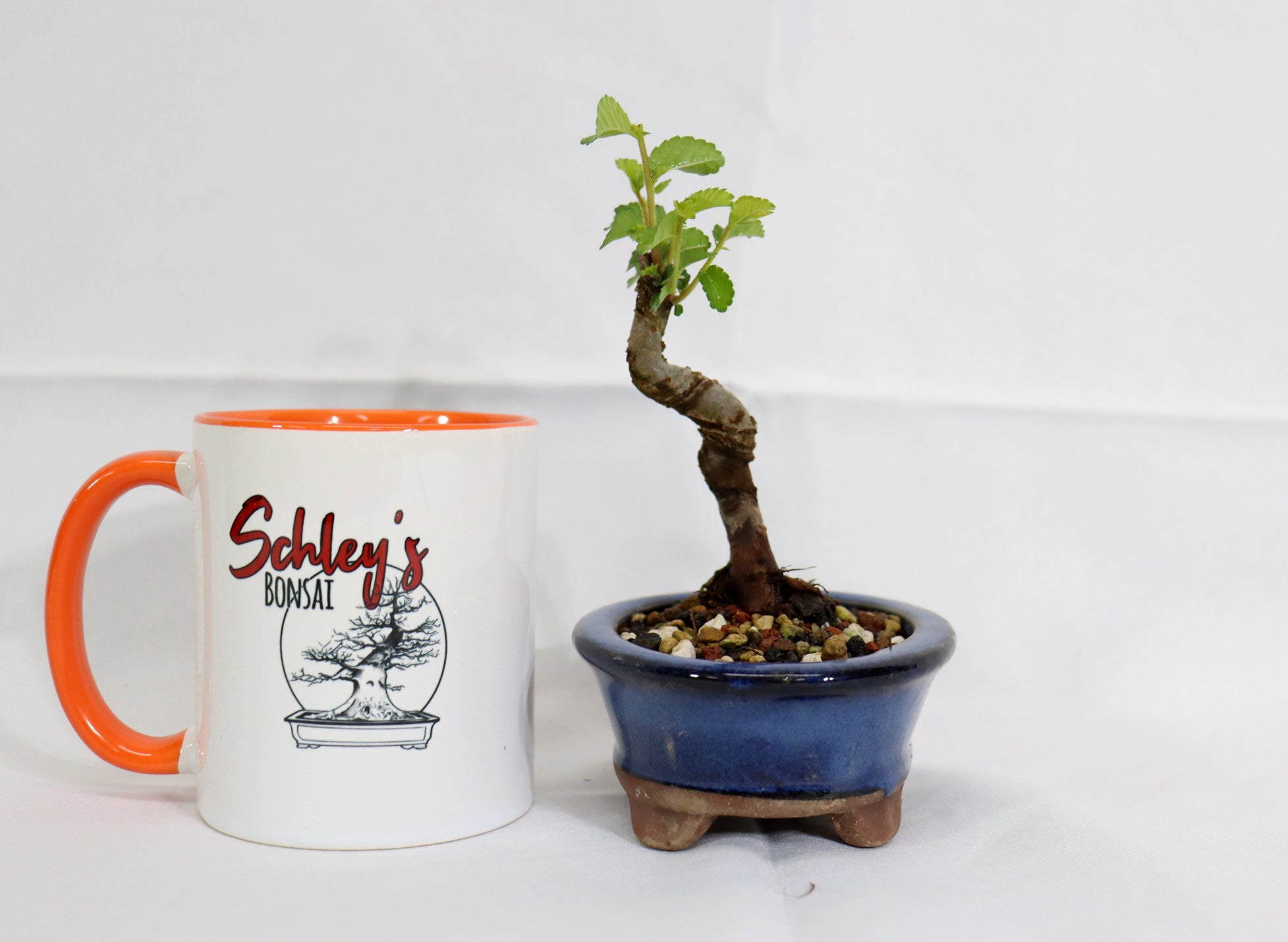 Mame Chinese Elm in a Glazed Pot - Schley's Bonsai