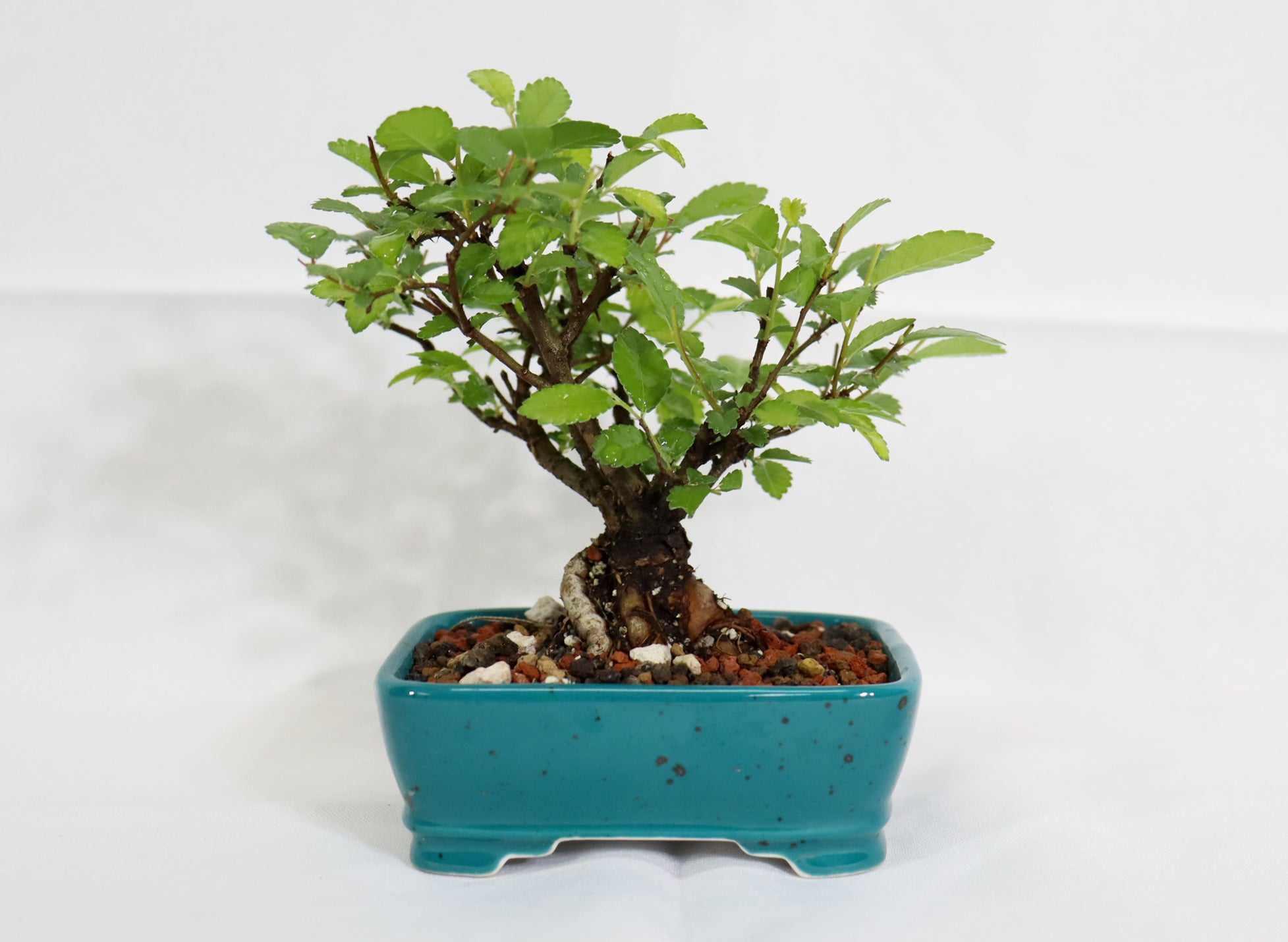 Mame Chinese Elm in a Glazed Pot - Schley's Bonsai
