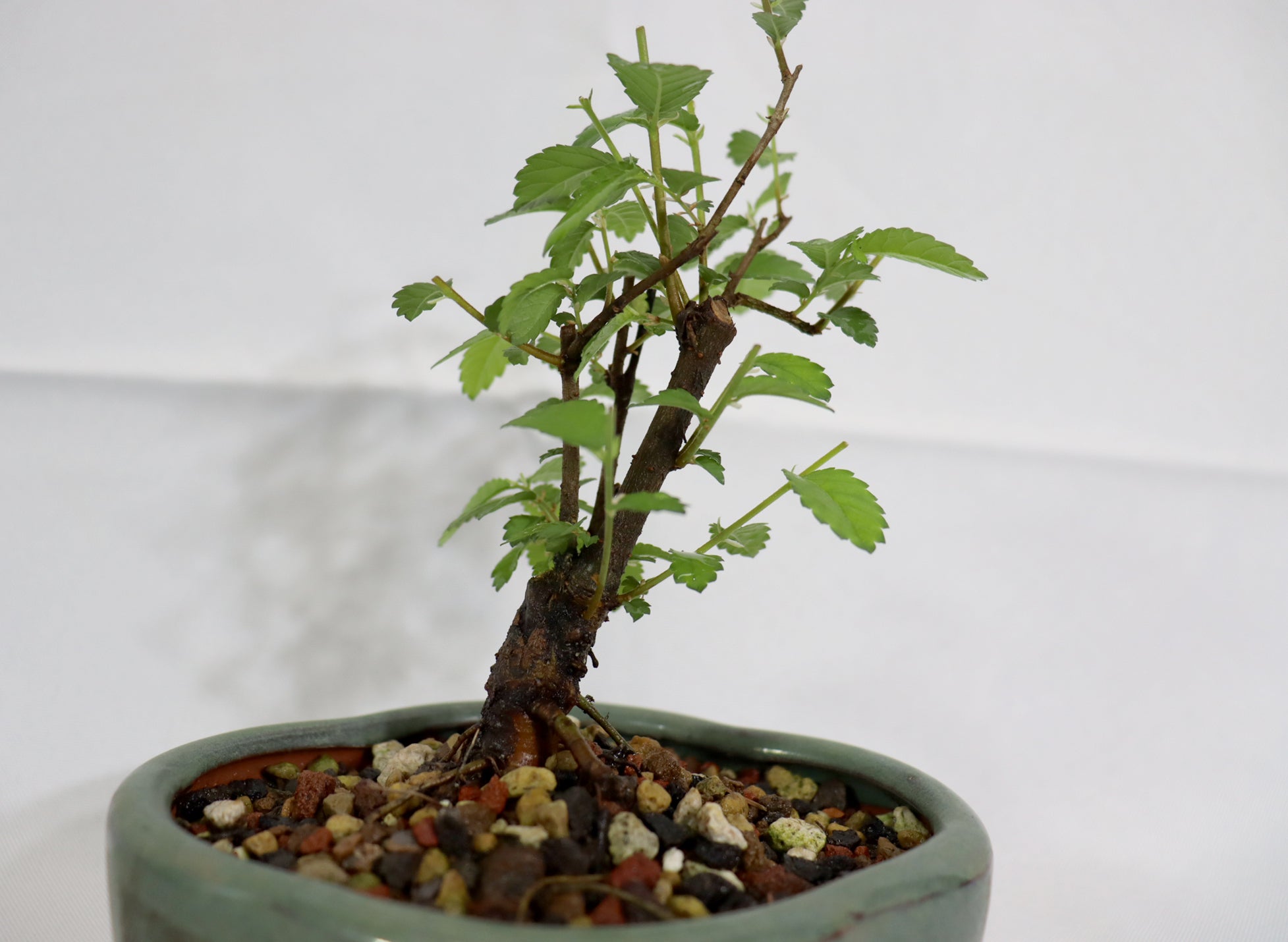 Mame Chinese Elm in a Glazed Pot